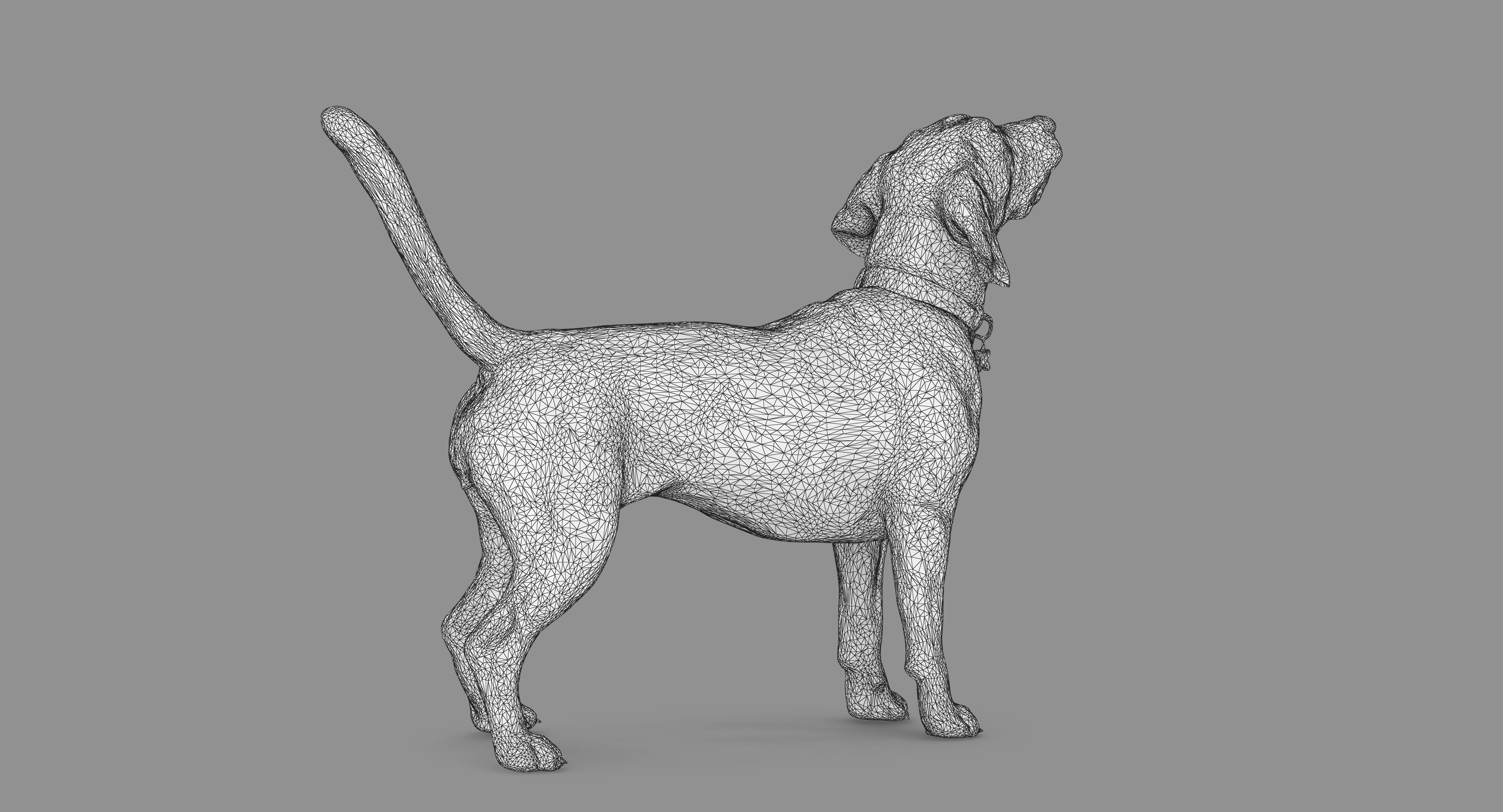 Beagle Standing 3D model_60