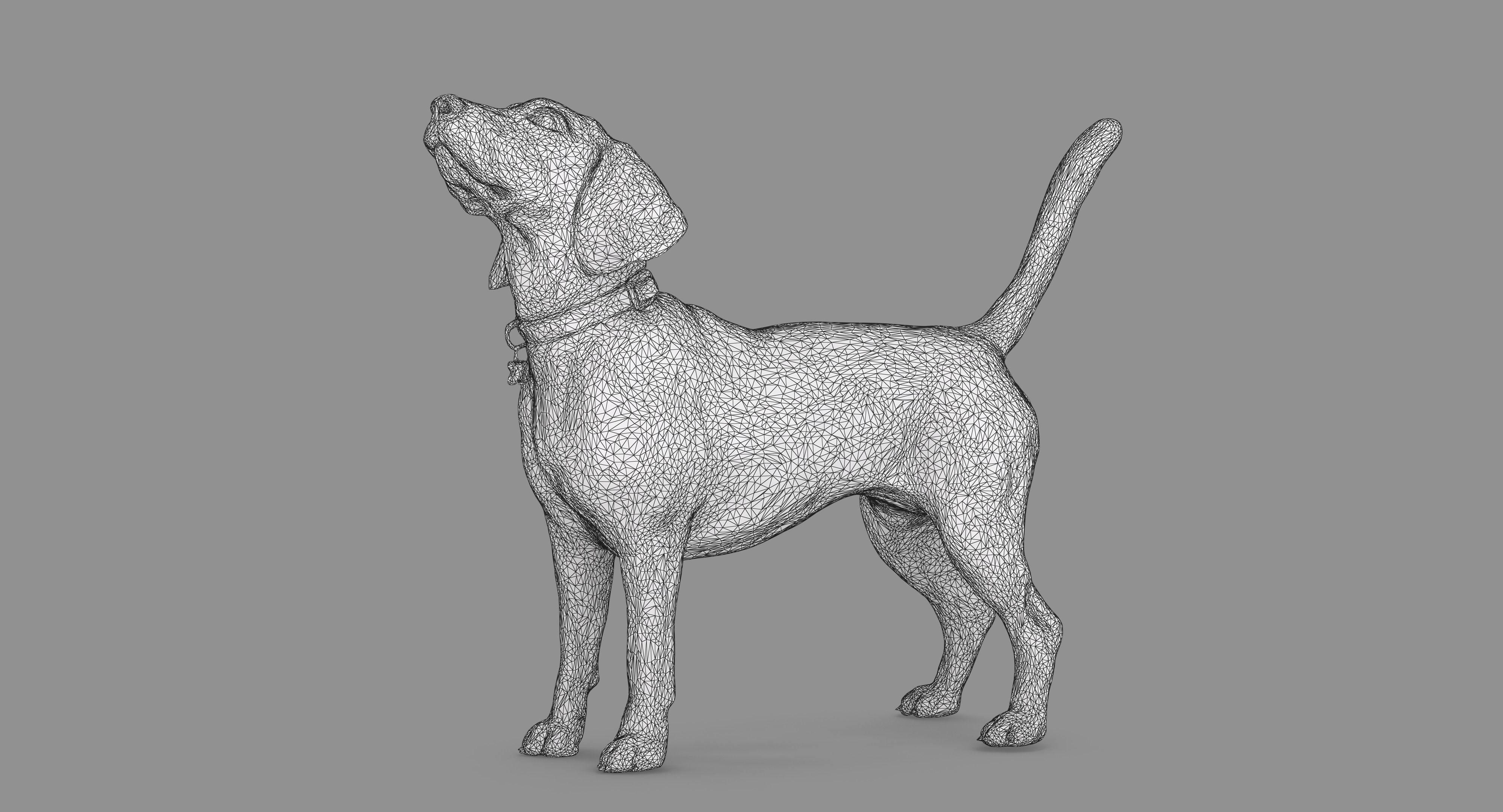 Beagle Standing 3D model_38