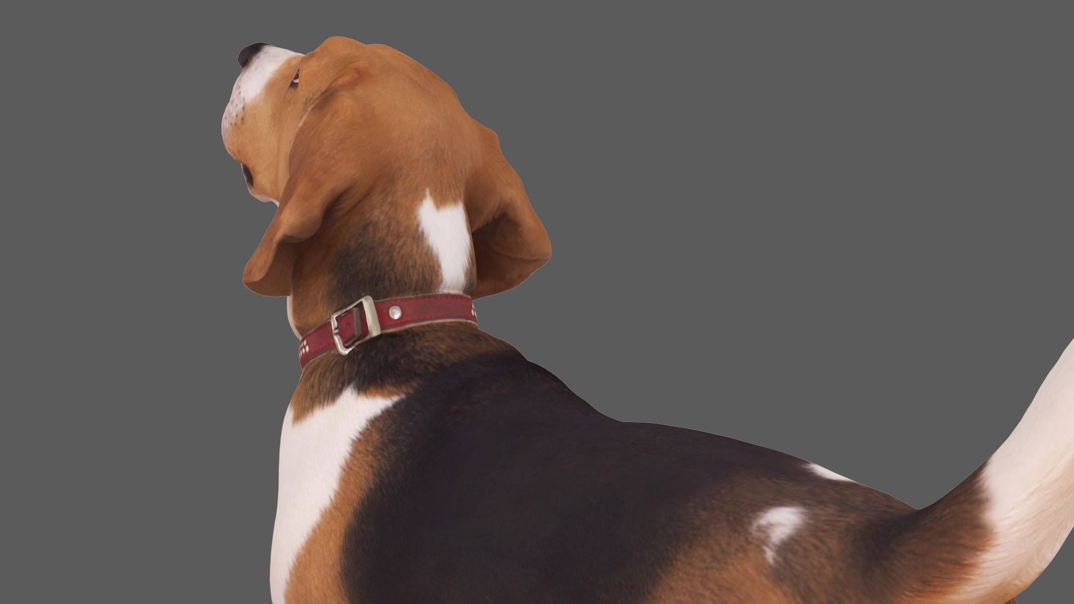 Beagle Standing 3D model_5