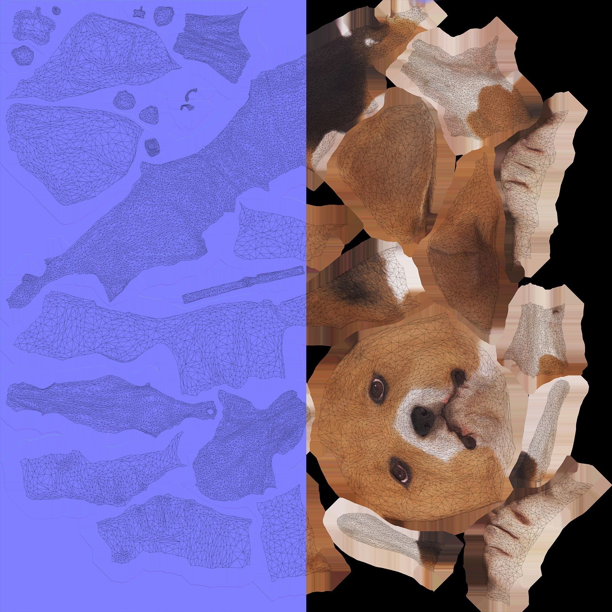 Beagle Standing 3D model_6