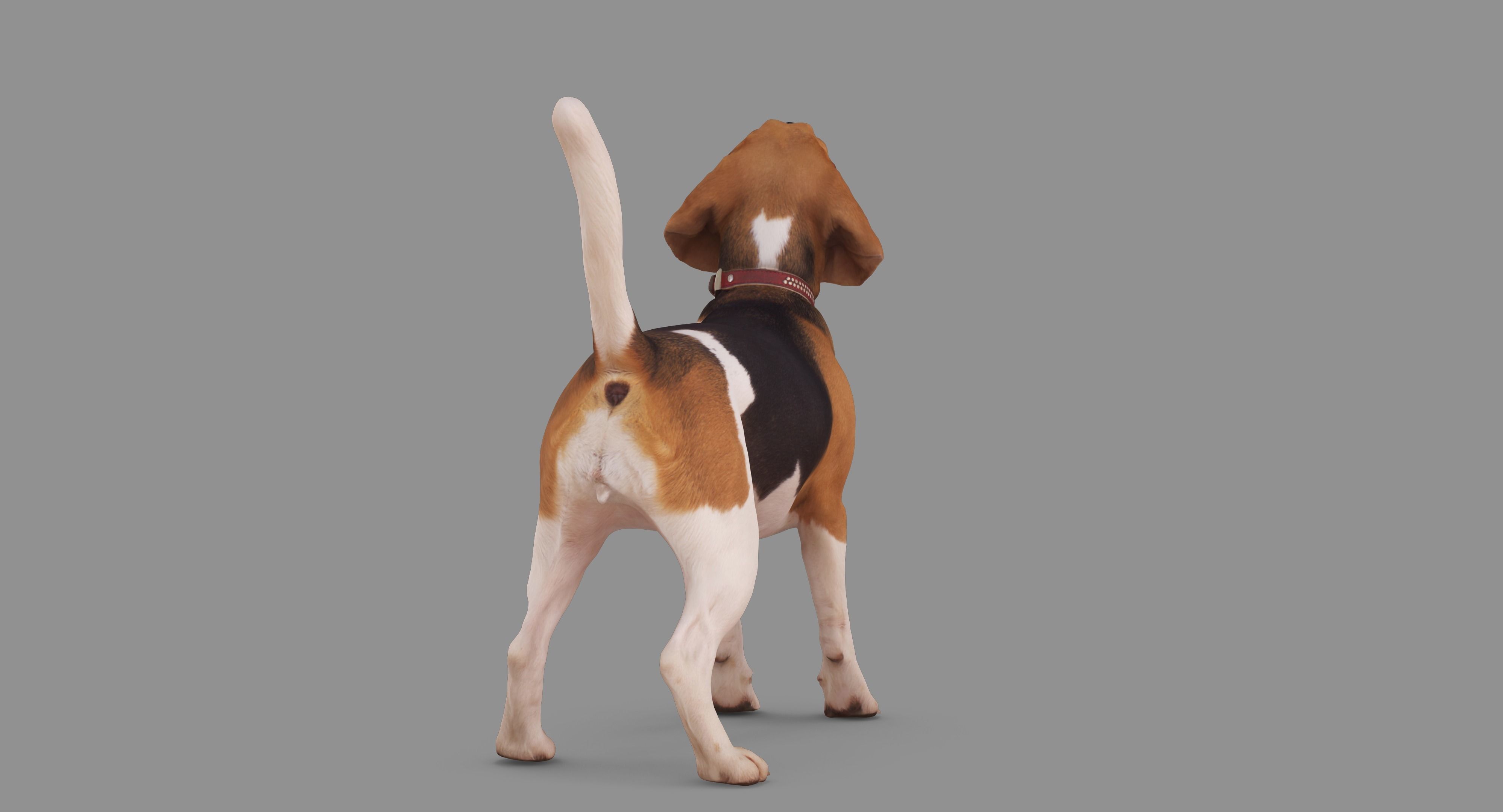 Beagle Standing 3D model_65