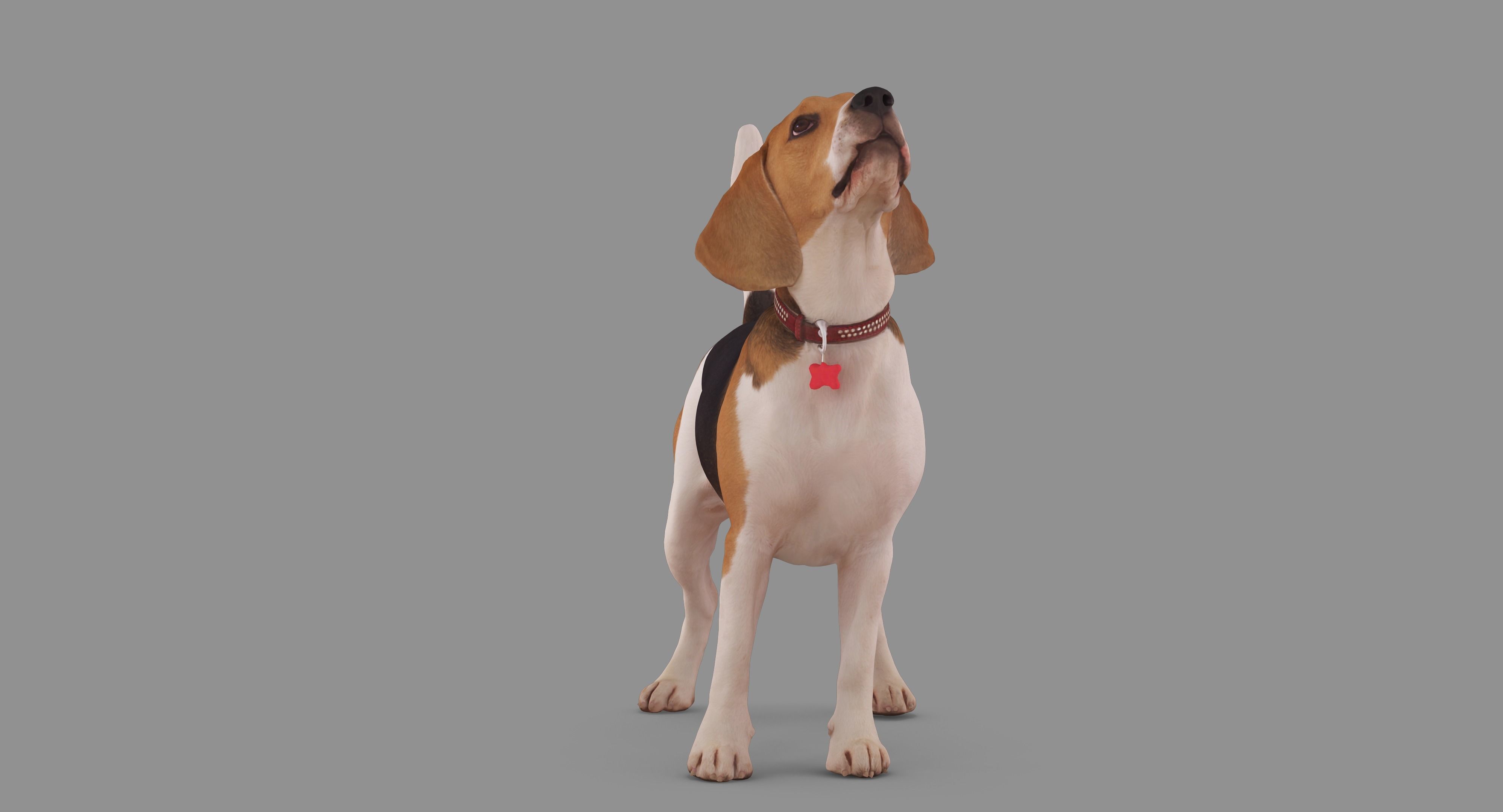Beagle Standing 3D model_45