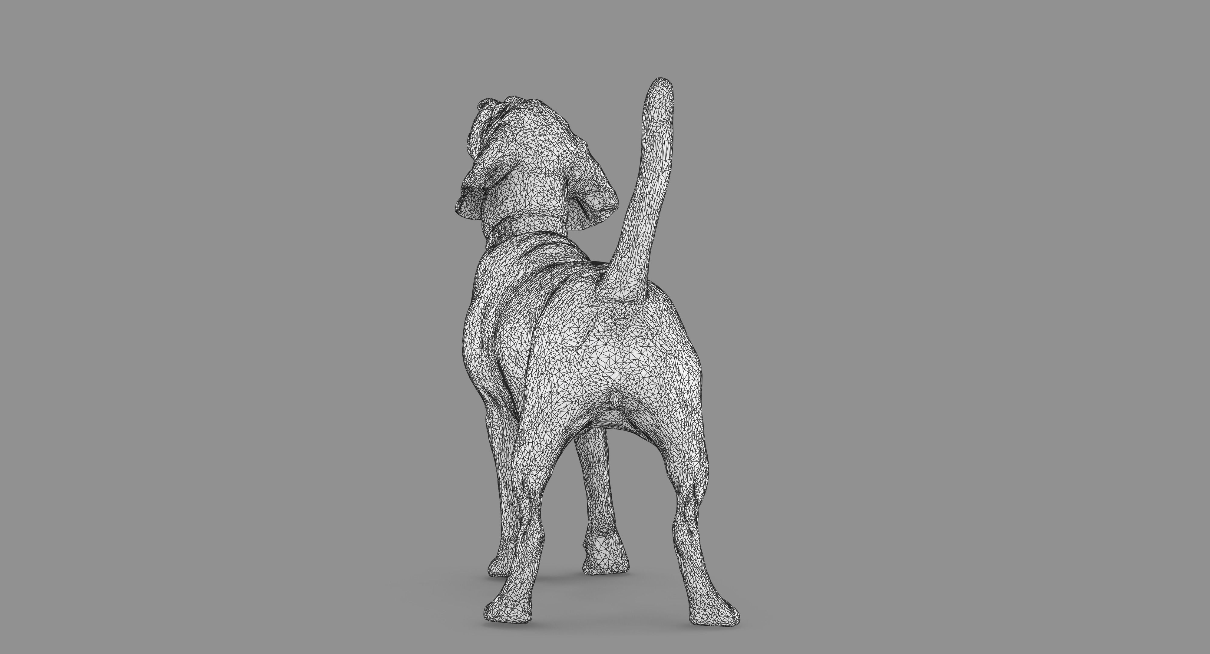 Beagle Standing 3D model_70