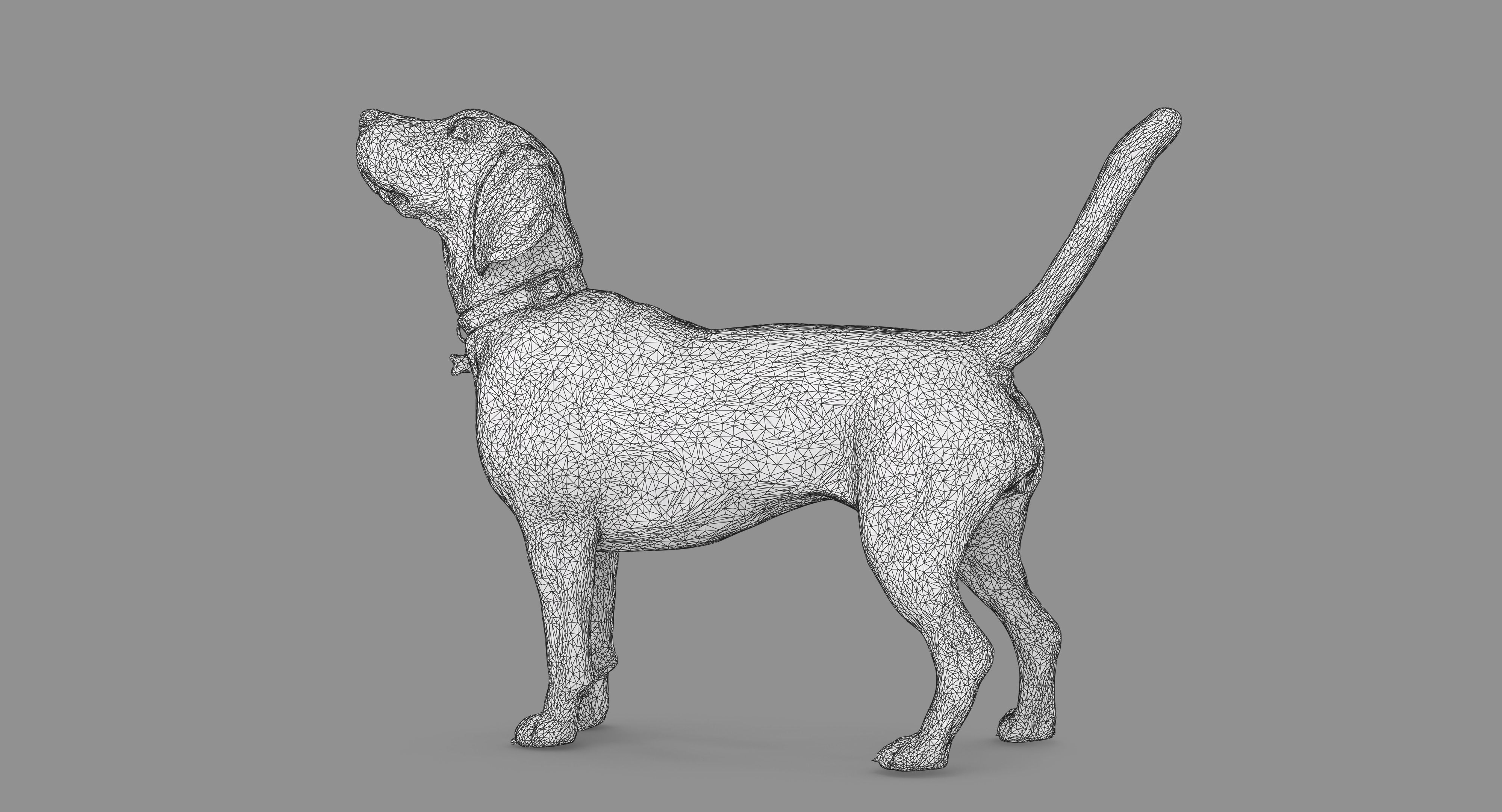 Beagle Standing 3D model_78