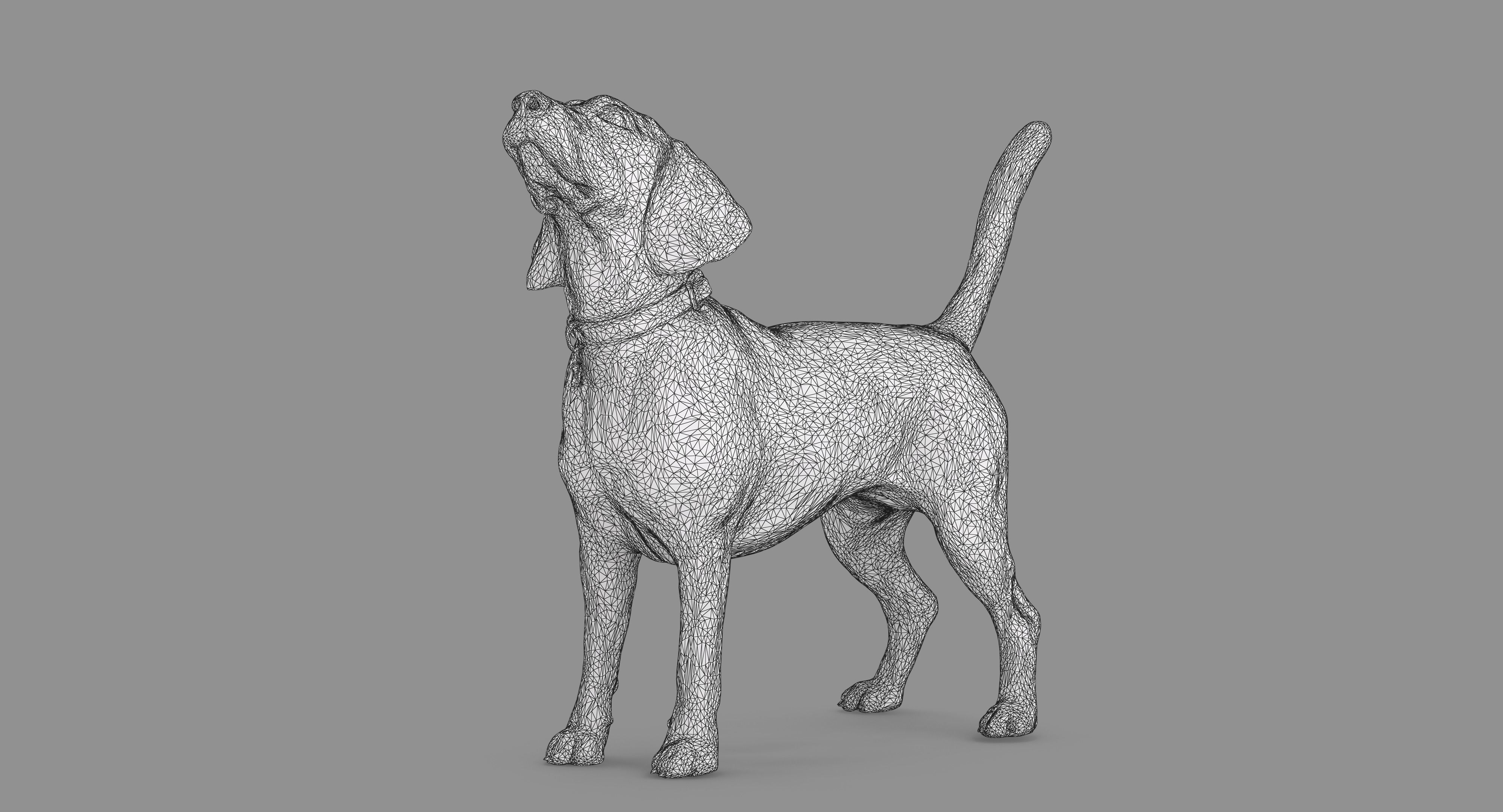 Beagle Standing 3D model_40