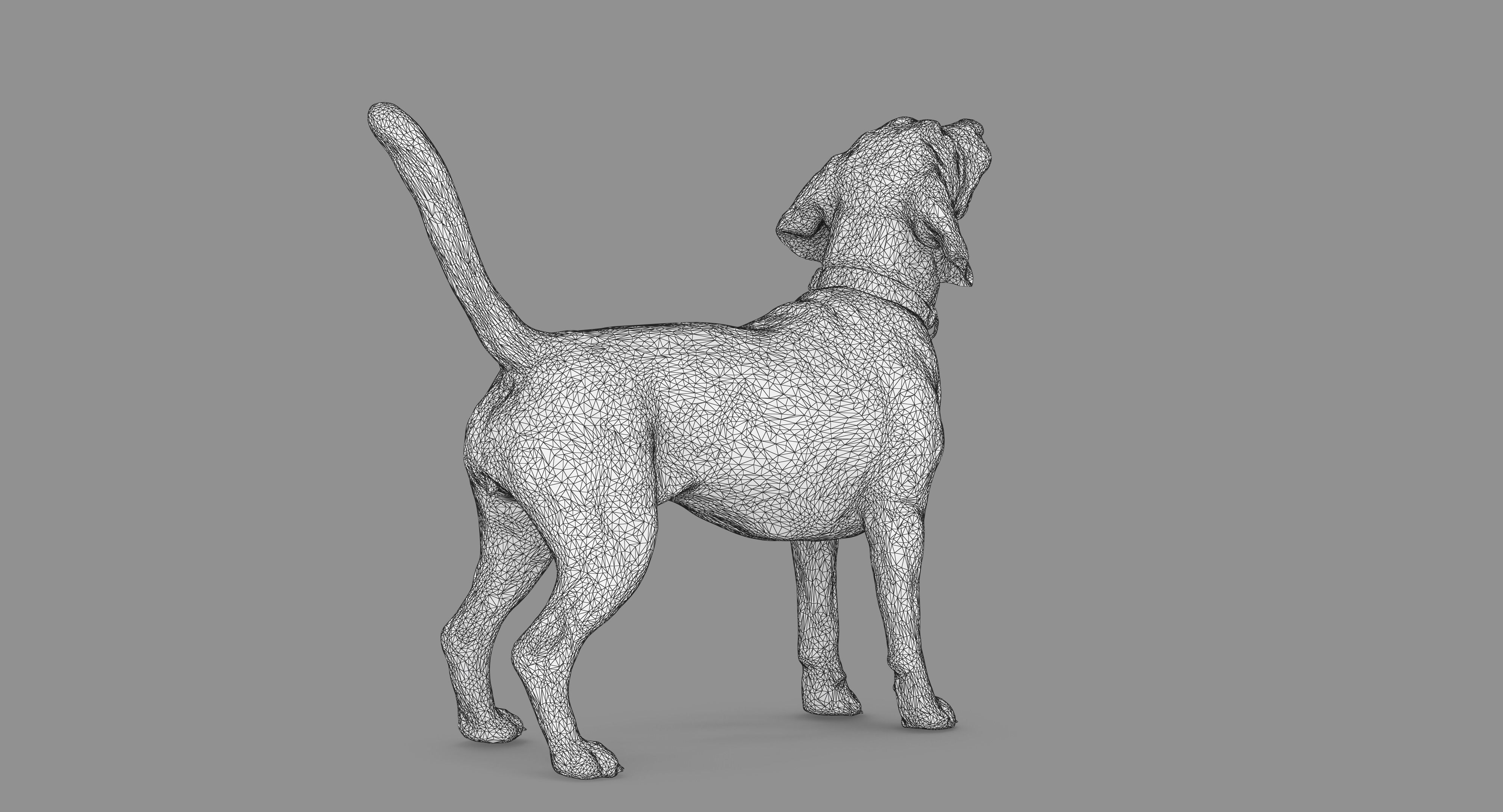 Beagle Standing 3D model_62