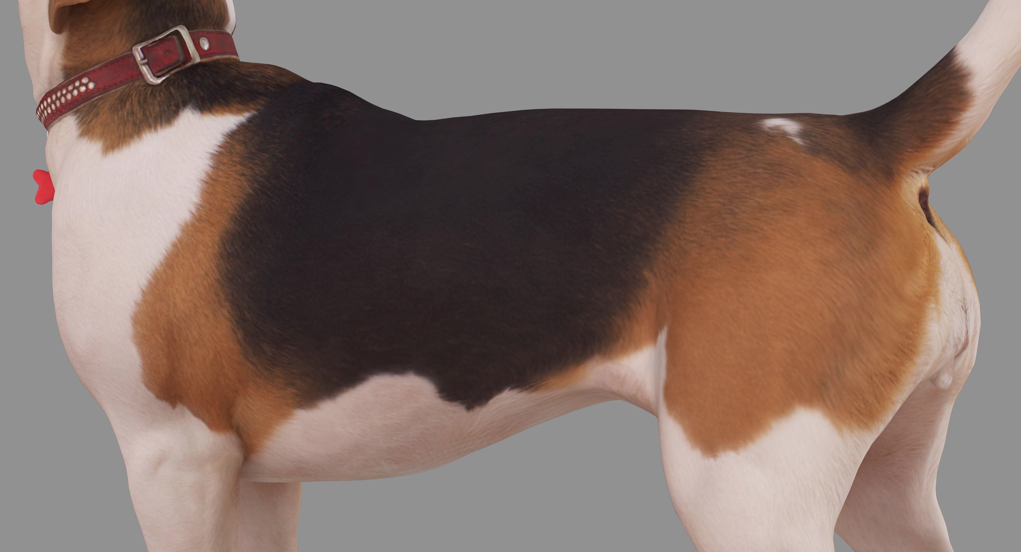 Beagle Standing 3D model_33