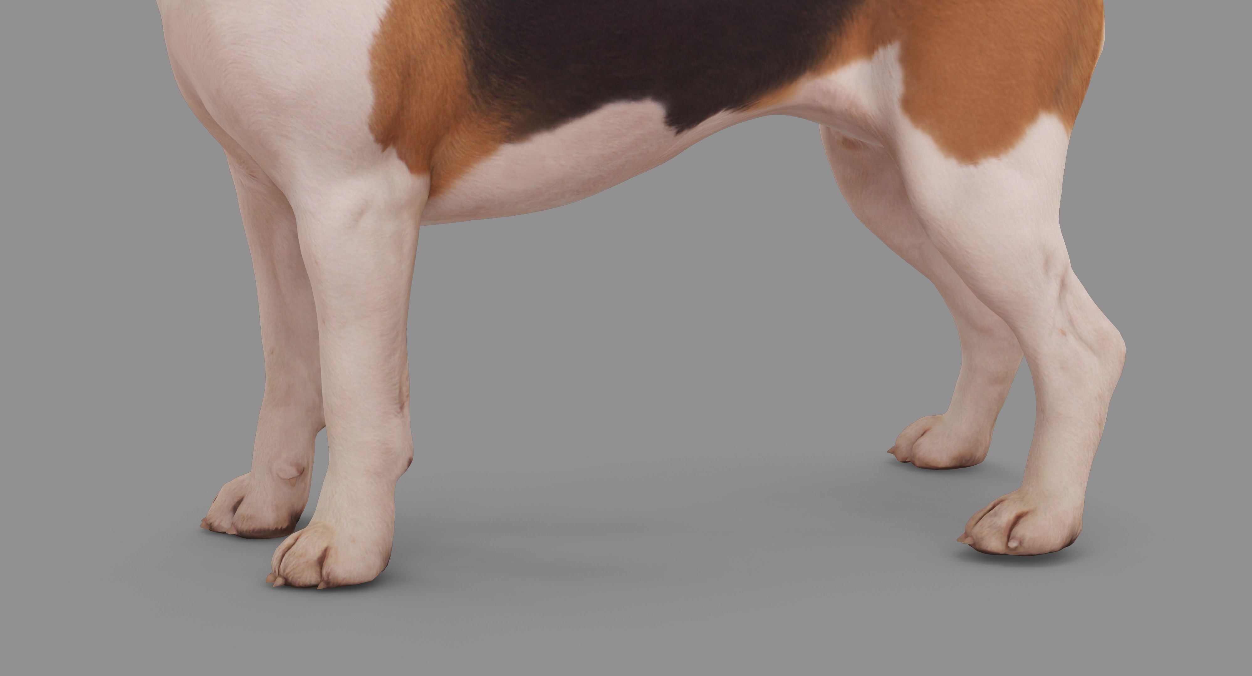 Beagle Standing 3D model_35
