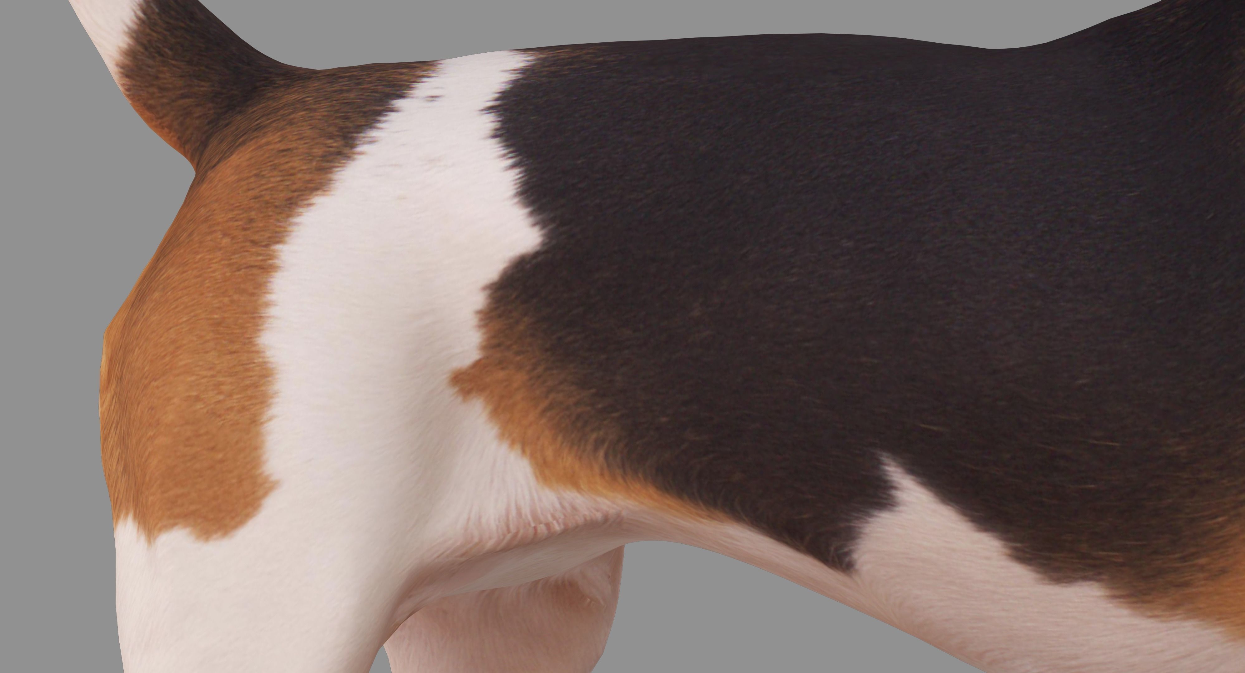 Beagle Standing 3D model_27