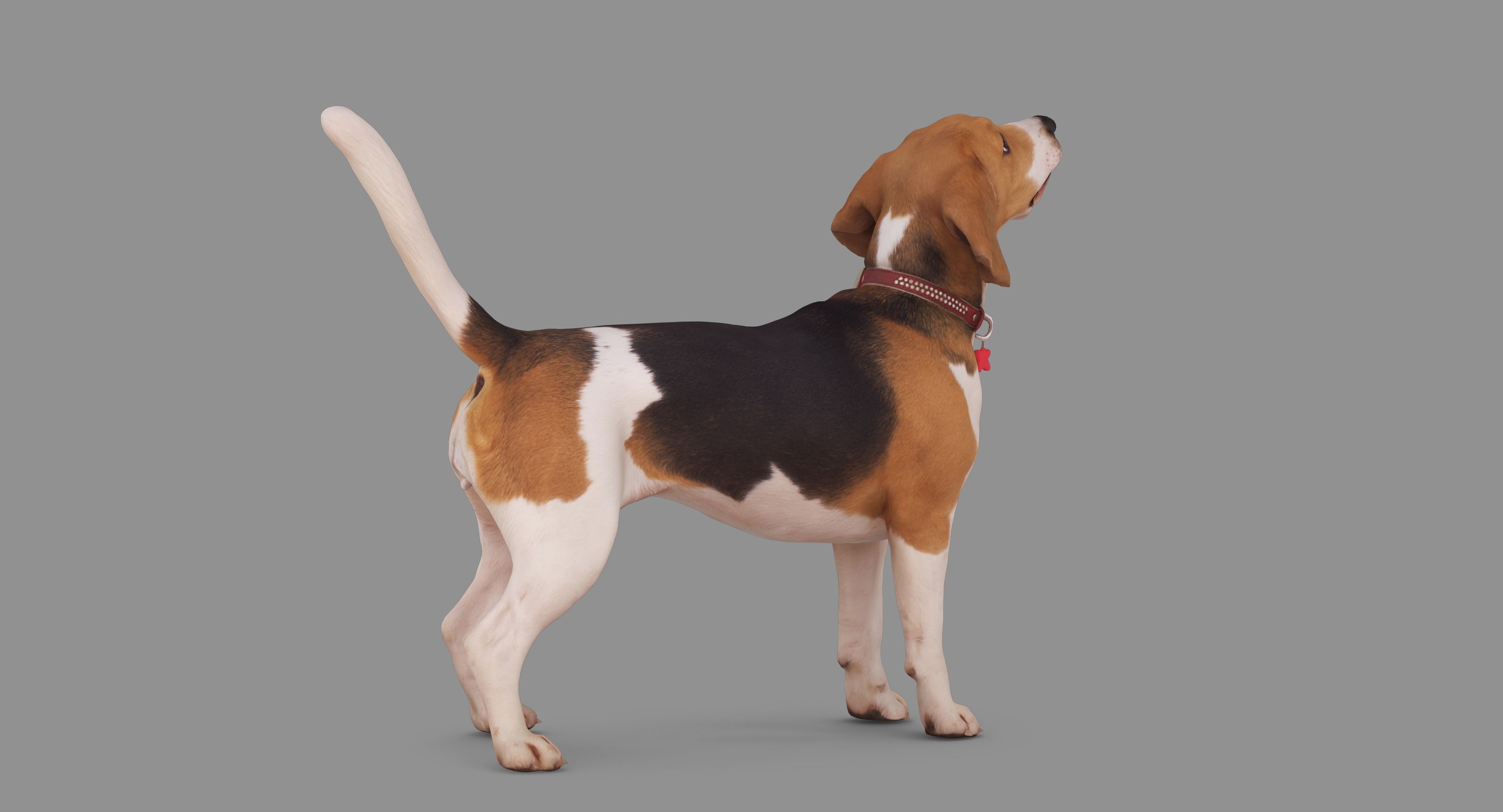 Beagle Standing 3D model_59
