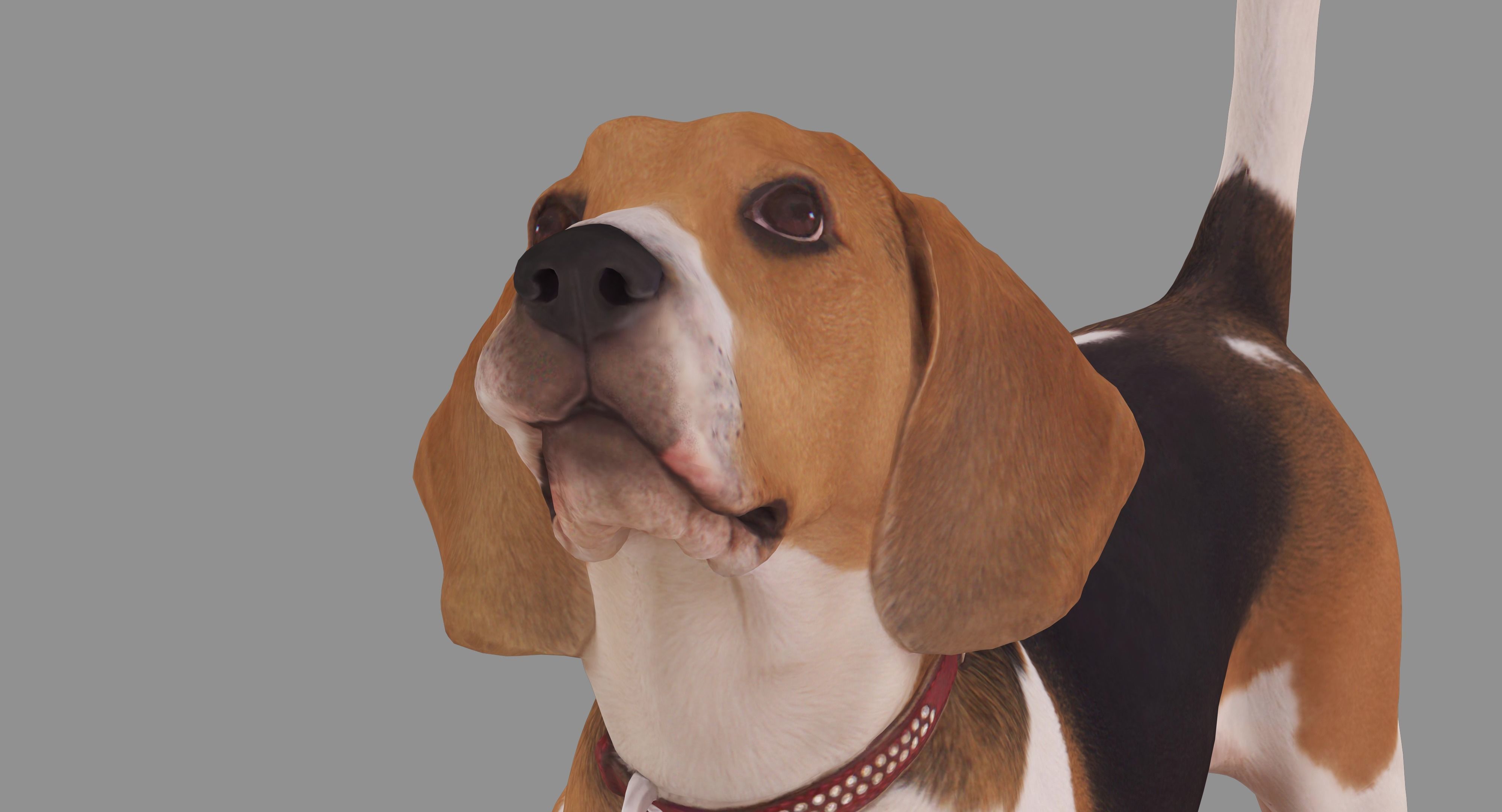 Beagle Standing 3D model_9