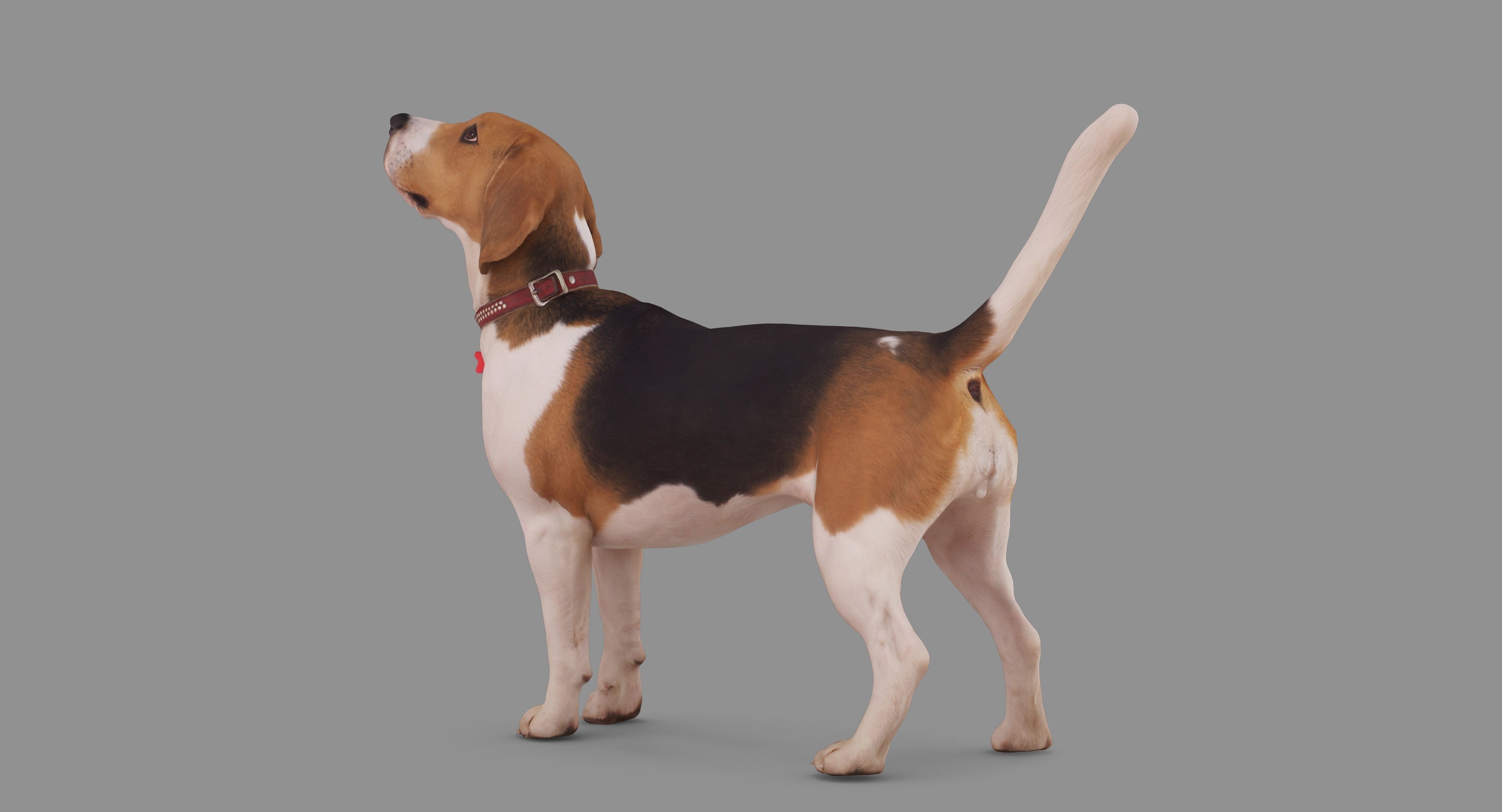 Beagle Standing 3D model_75