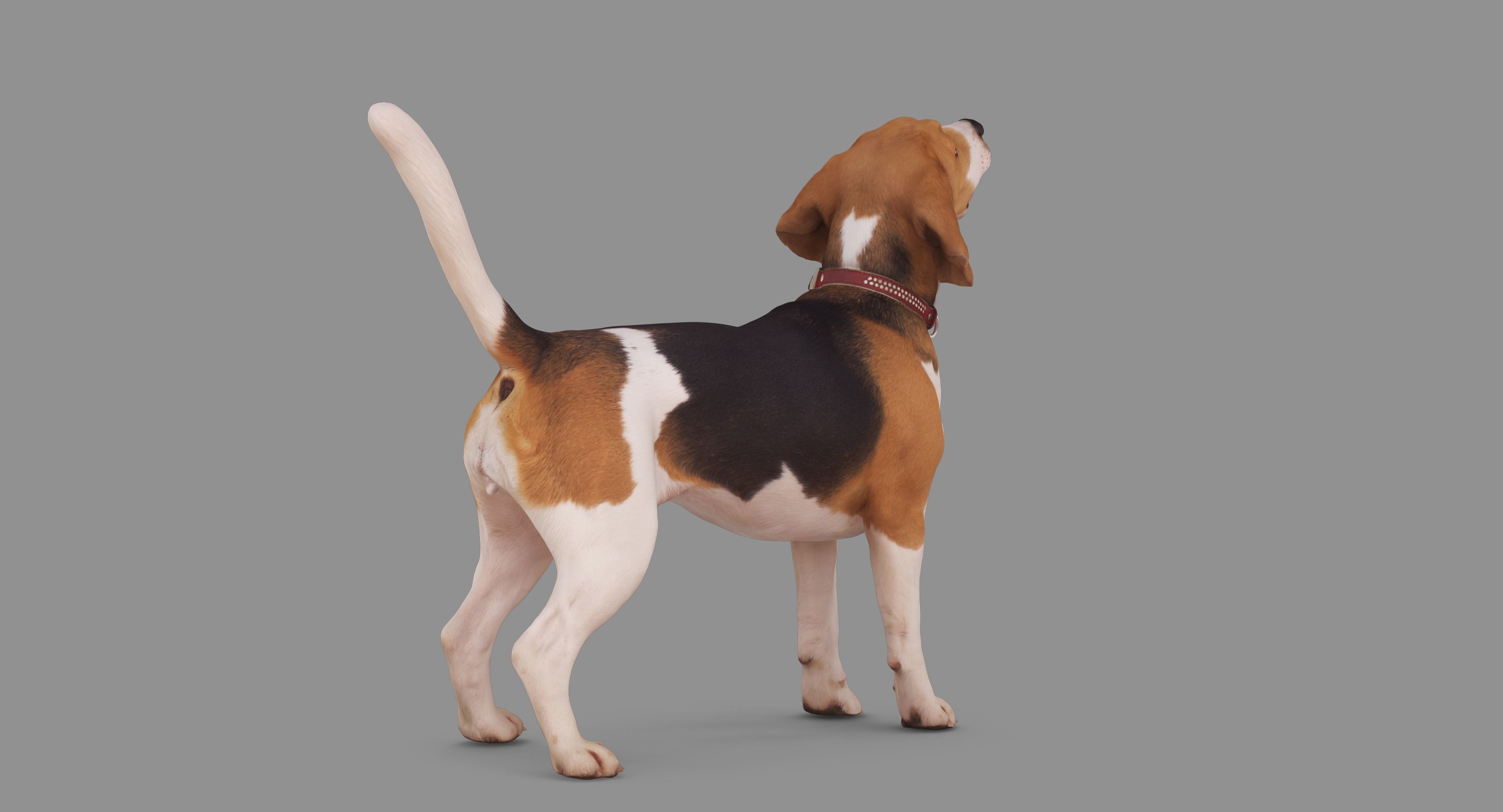 Beagle Standing 3D model_61