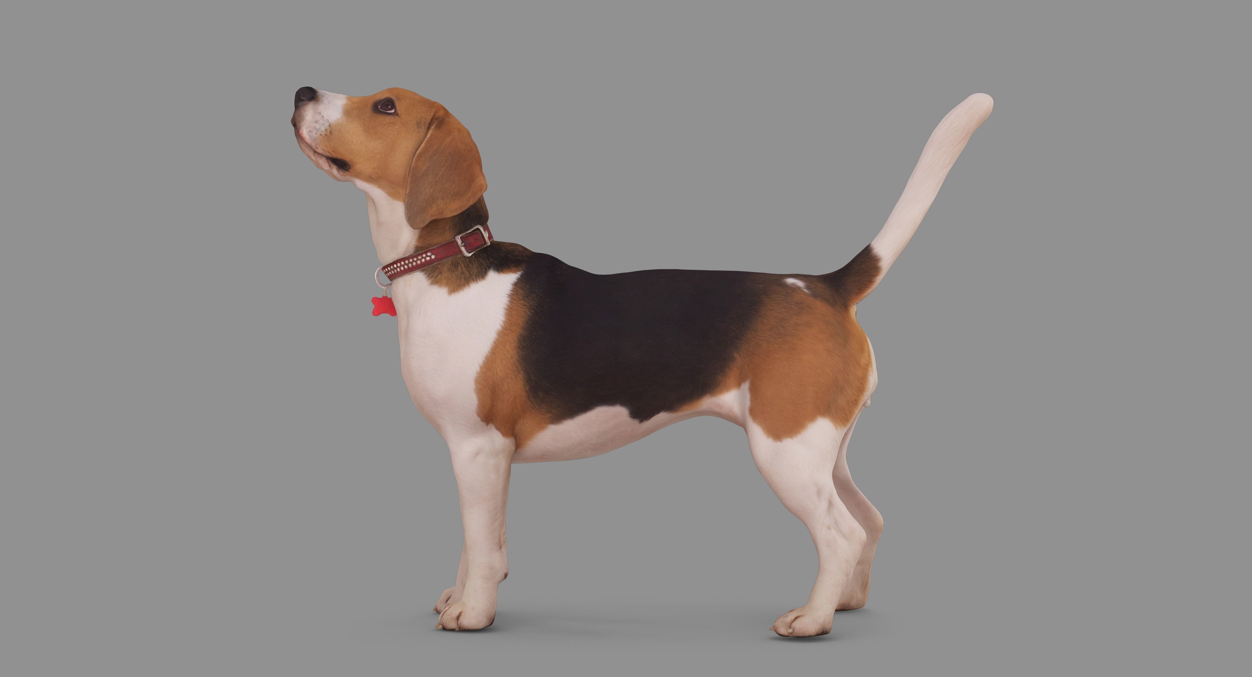 Beagle Standing 3D model_79