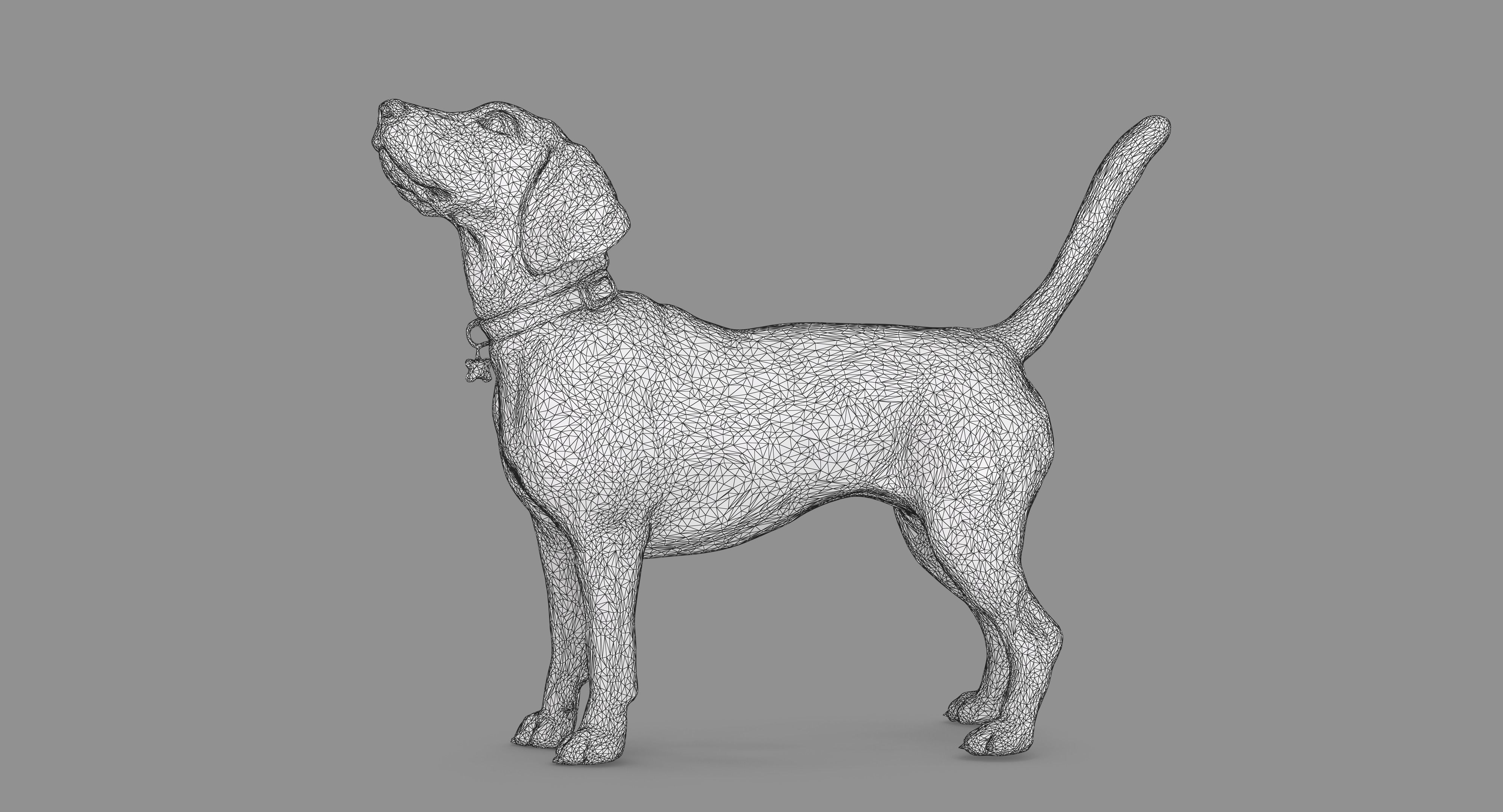 Beagle Standing 3D model_82