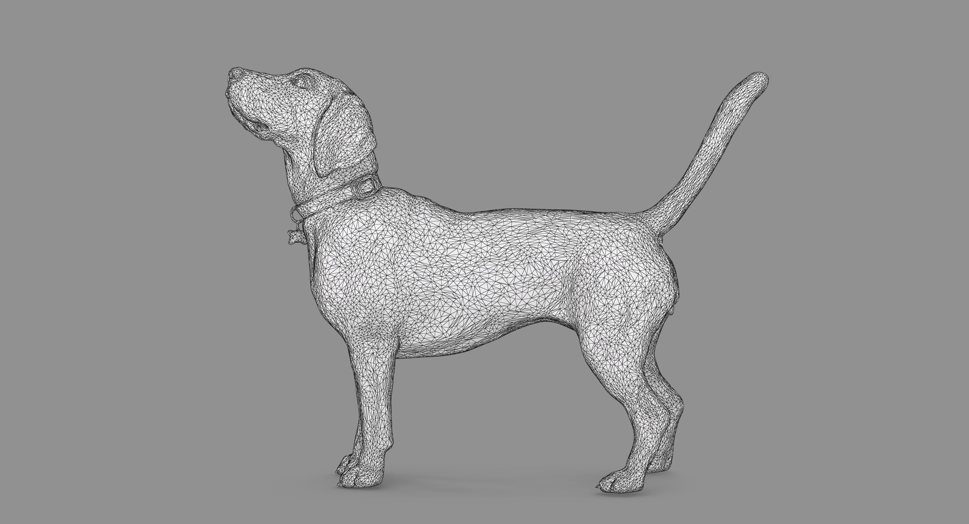 Beagle Standing 3D model_80