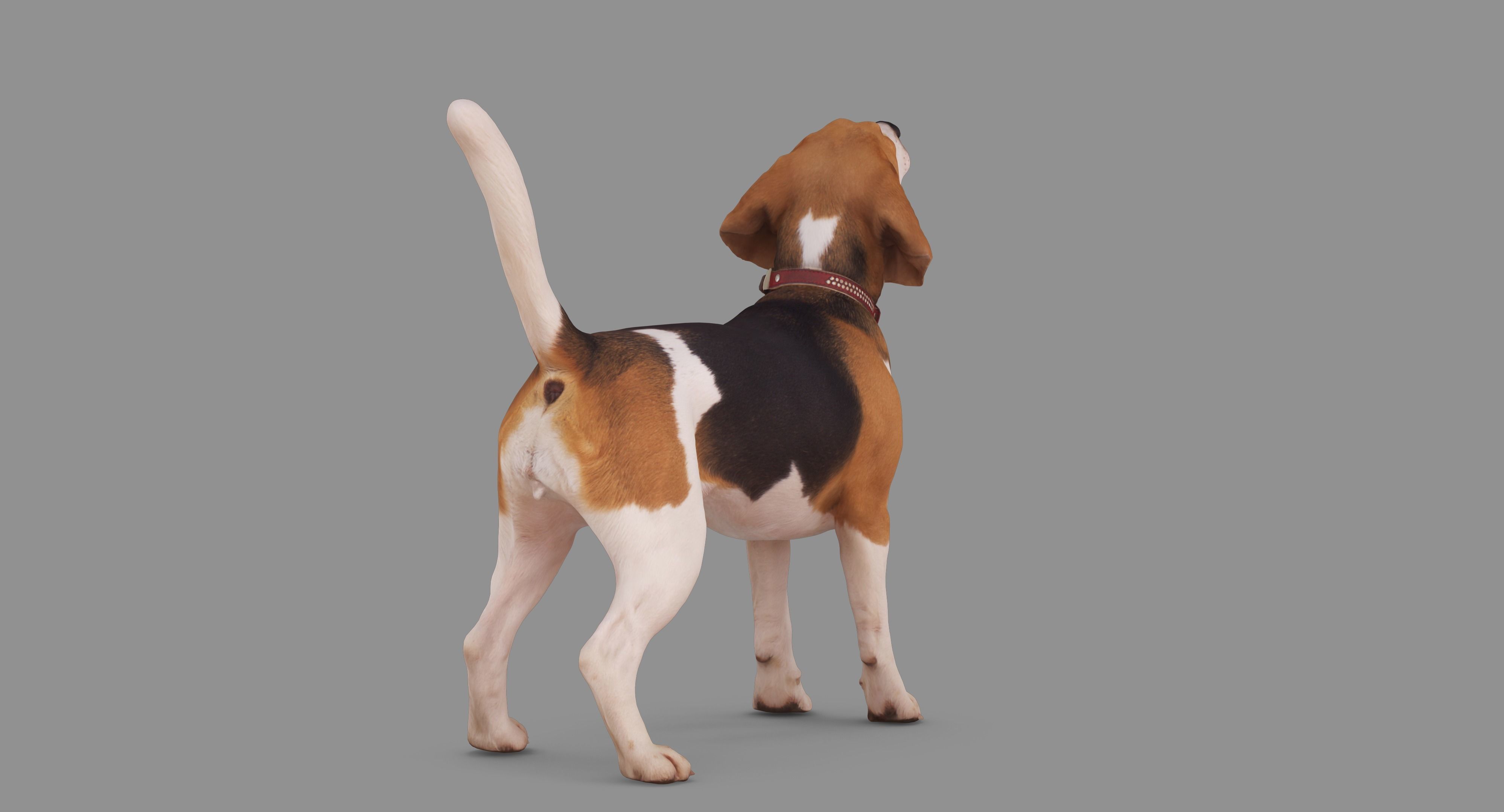 Beagle Standing 3D model_63