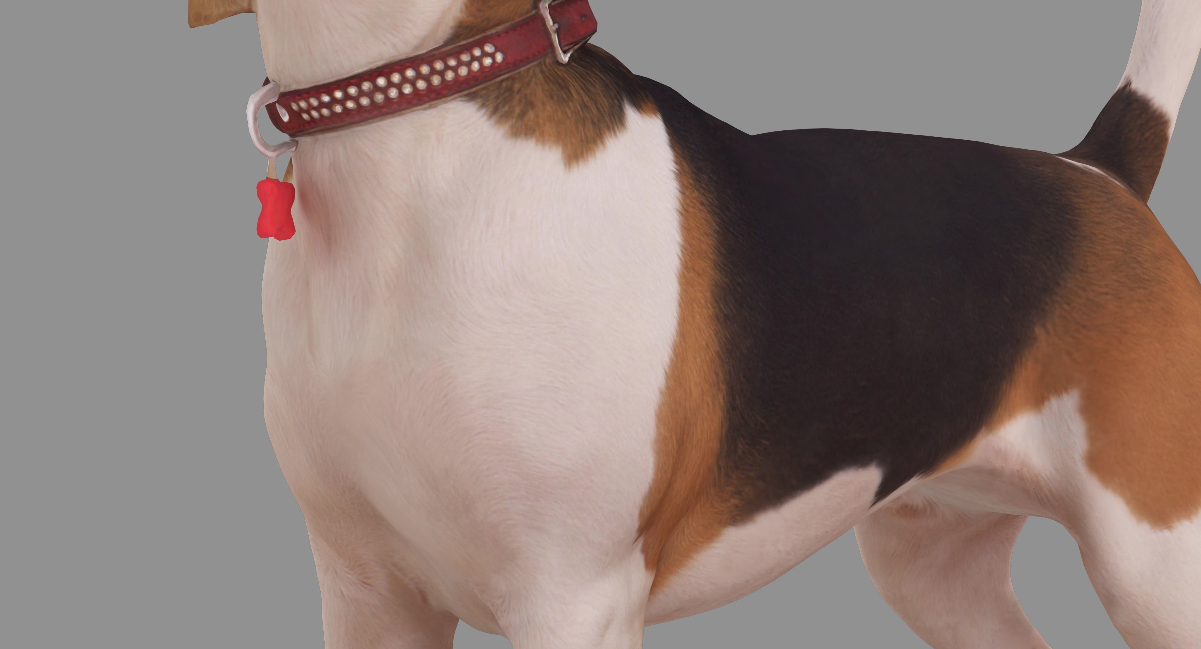 Beagle Standing 3D model_13