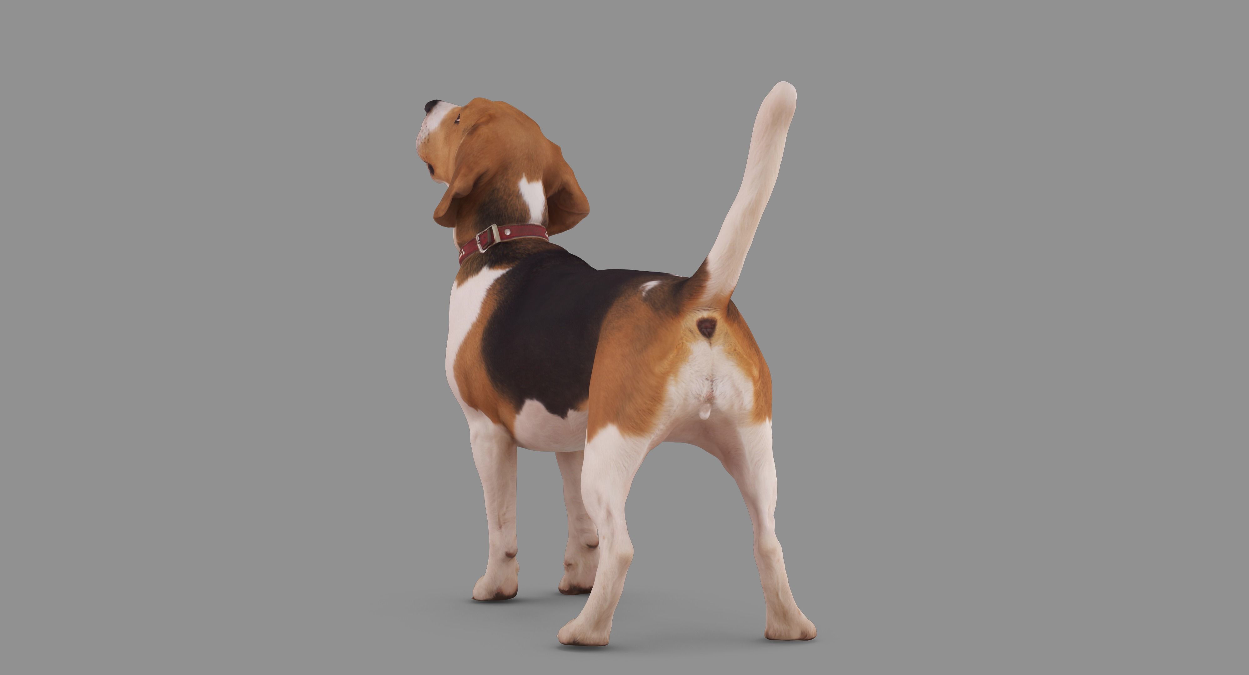 Beagle Standing 3D model_71