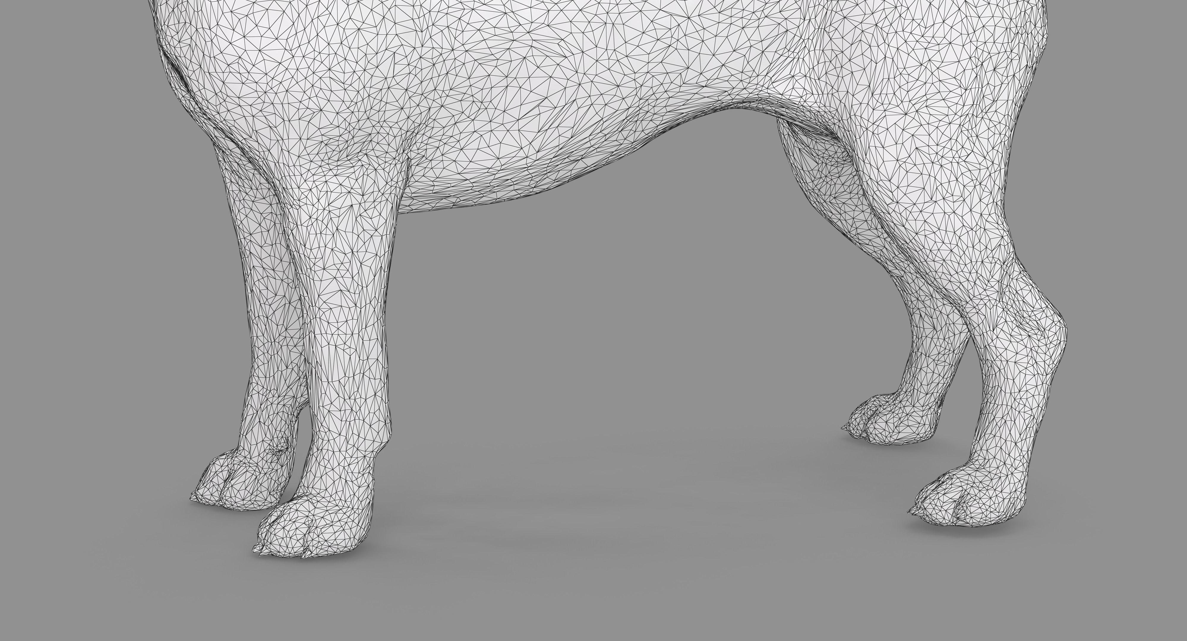 Beagle Standing 3D model_36