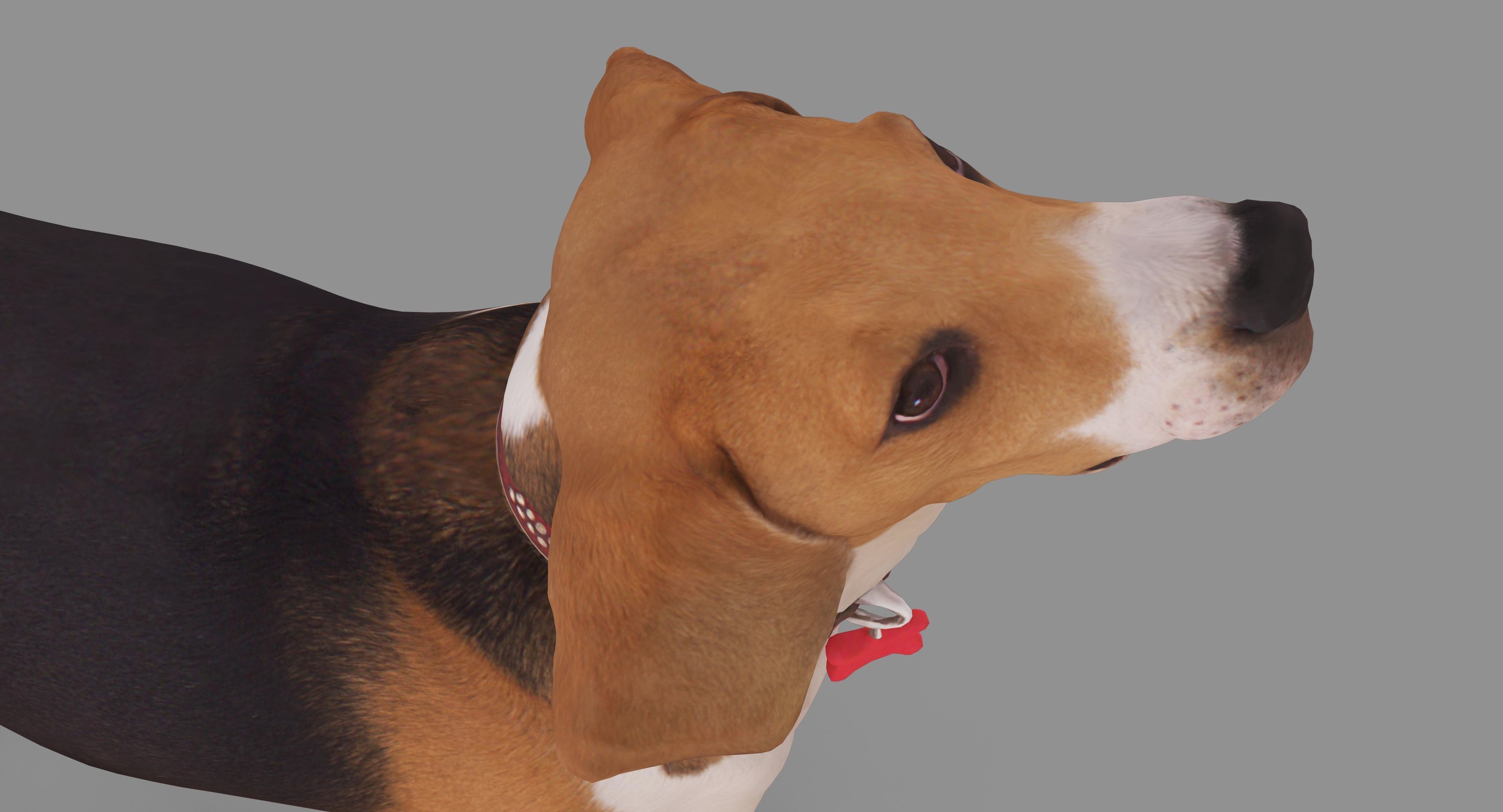 Beagle Standing 3D model_21