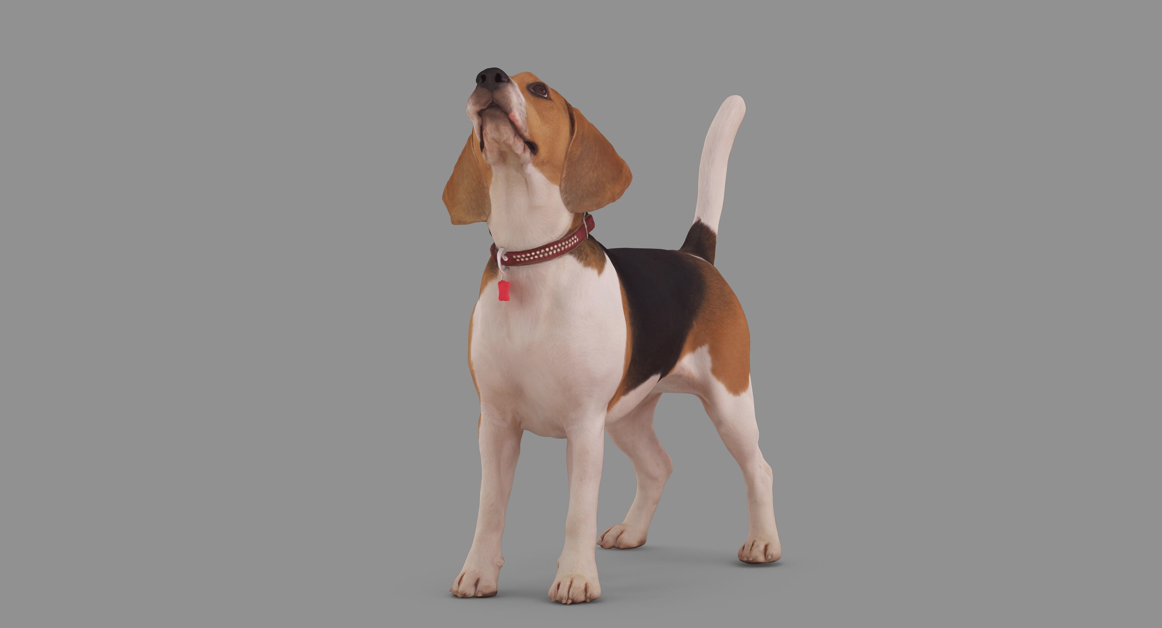 Beagle Standing 3D model_41