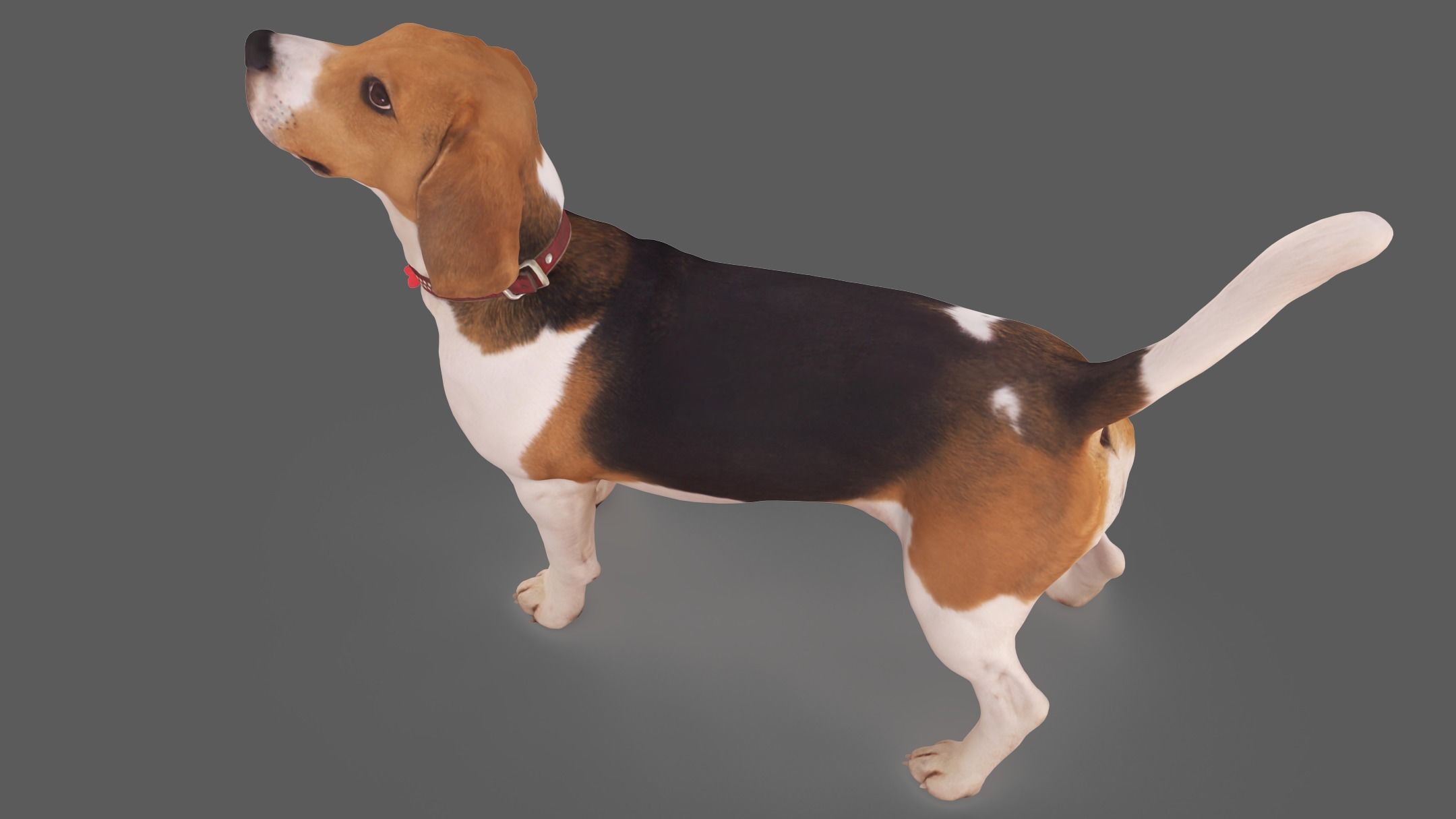 Beagle Standing 3D model_4