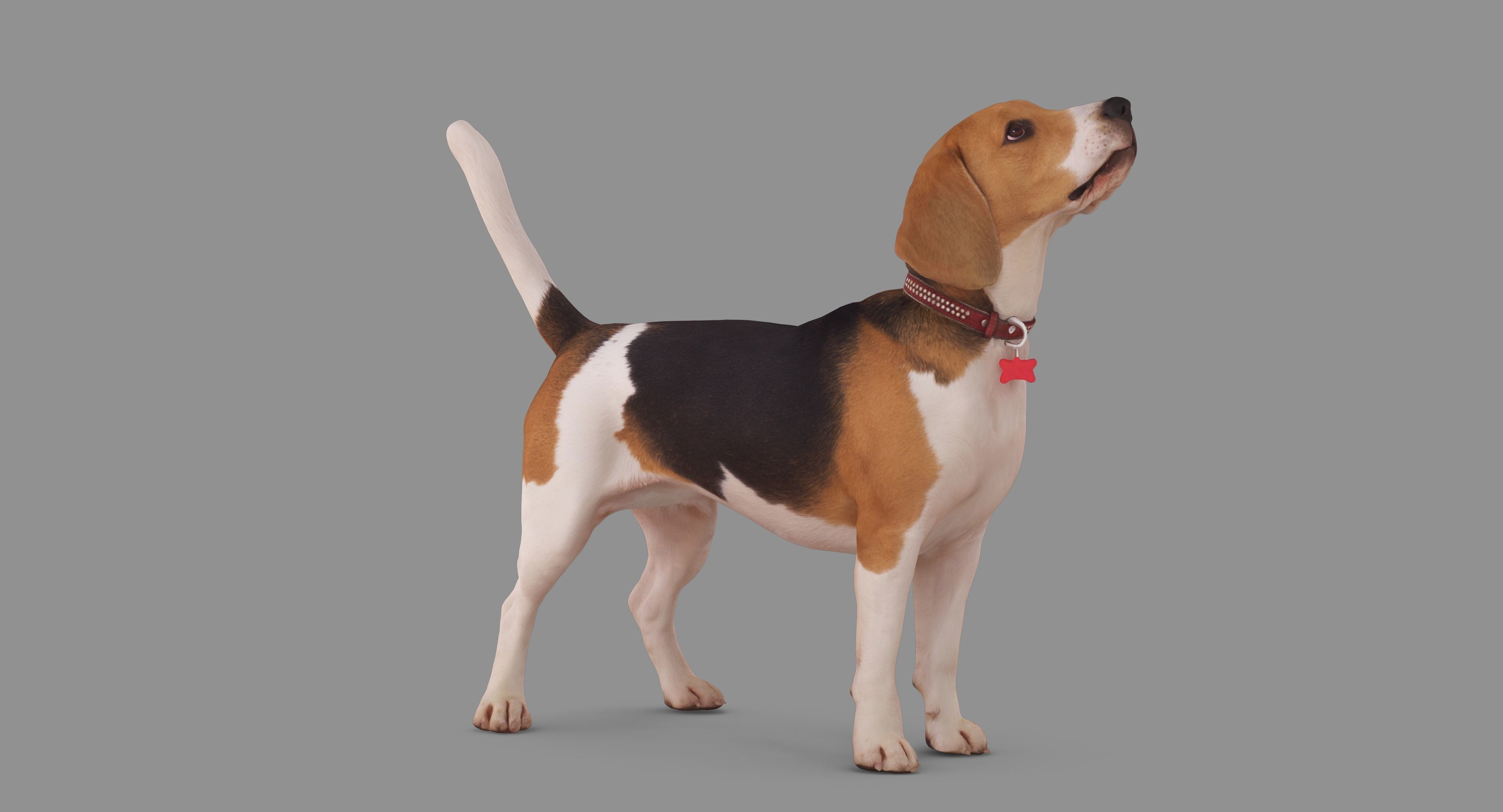 Beagle Standing 3D model_51