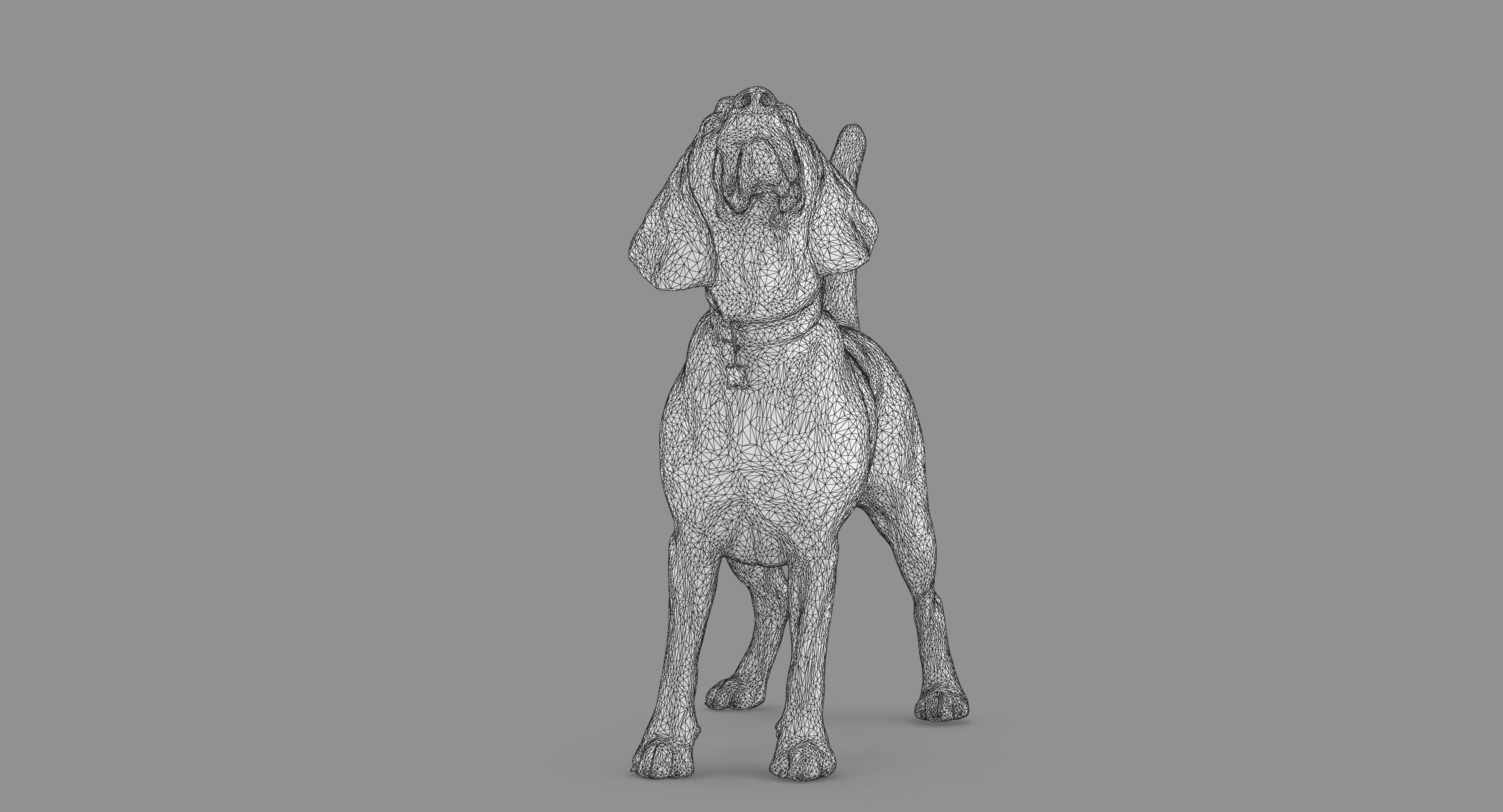 Beagle Standing 3D model_44