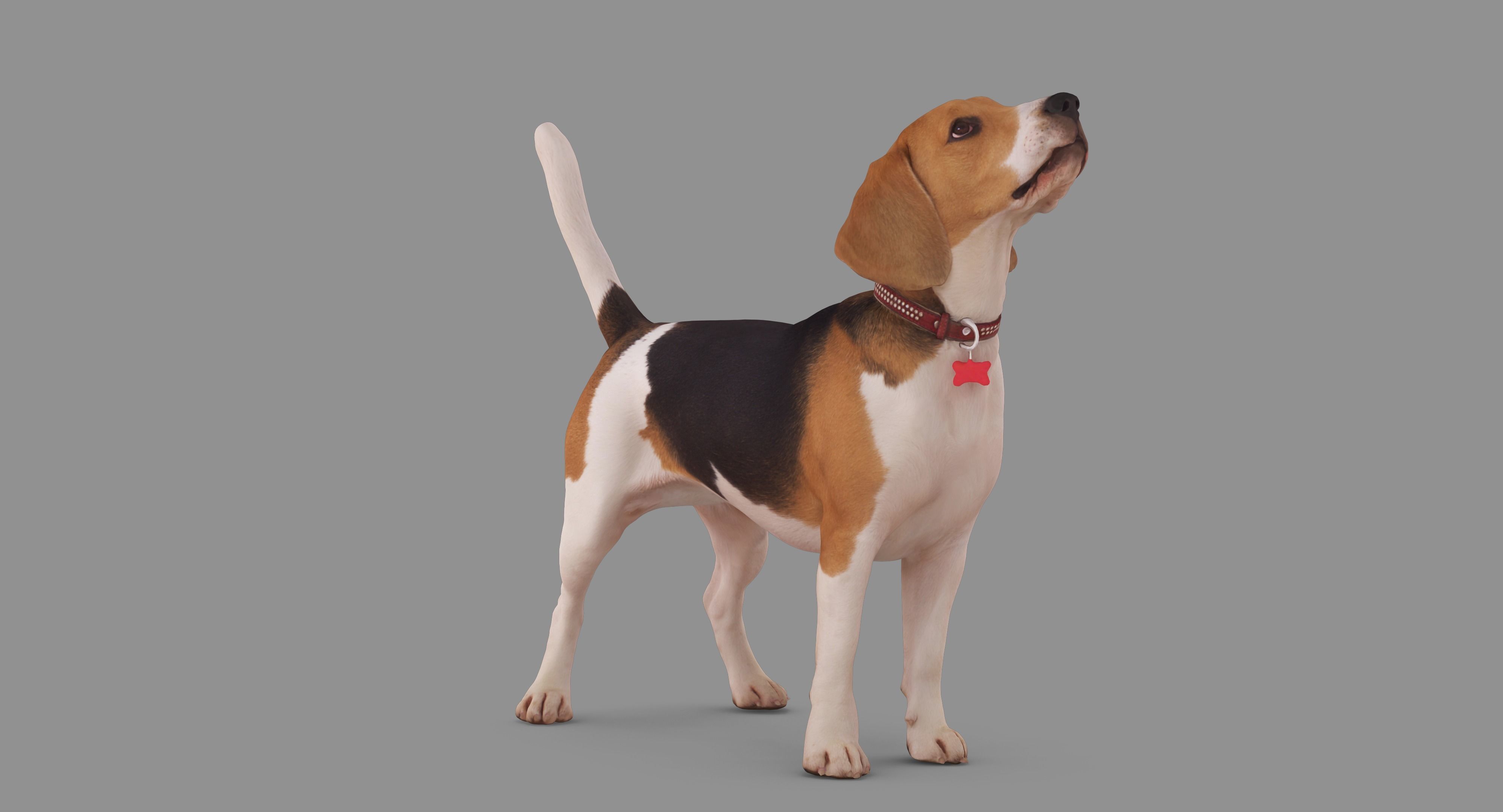 Beagle Standing 3D model_49