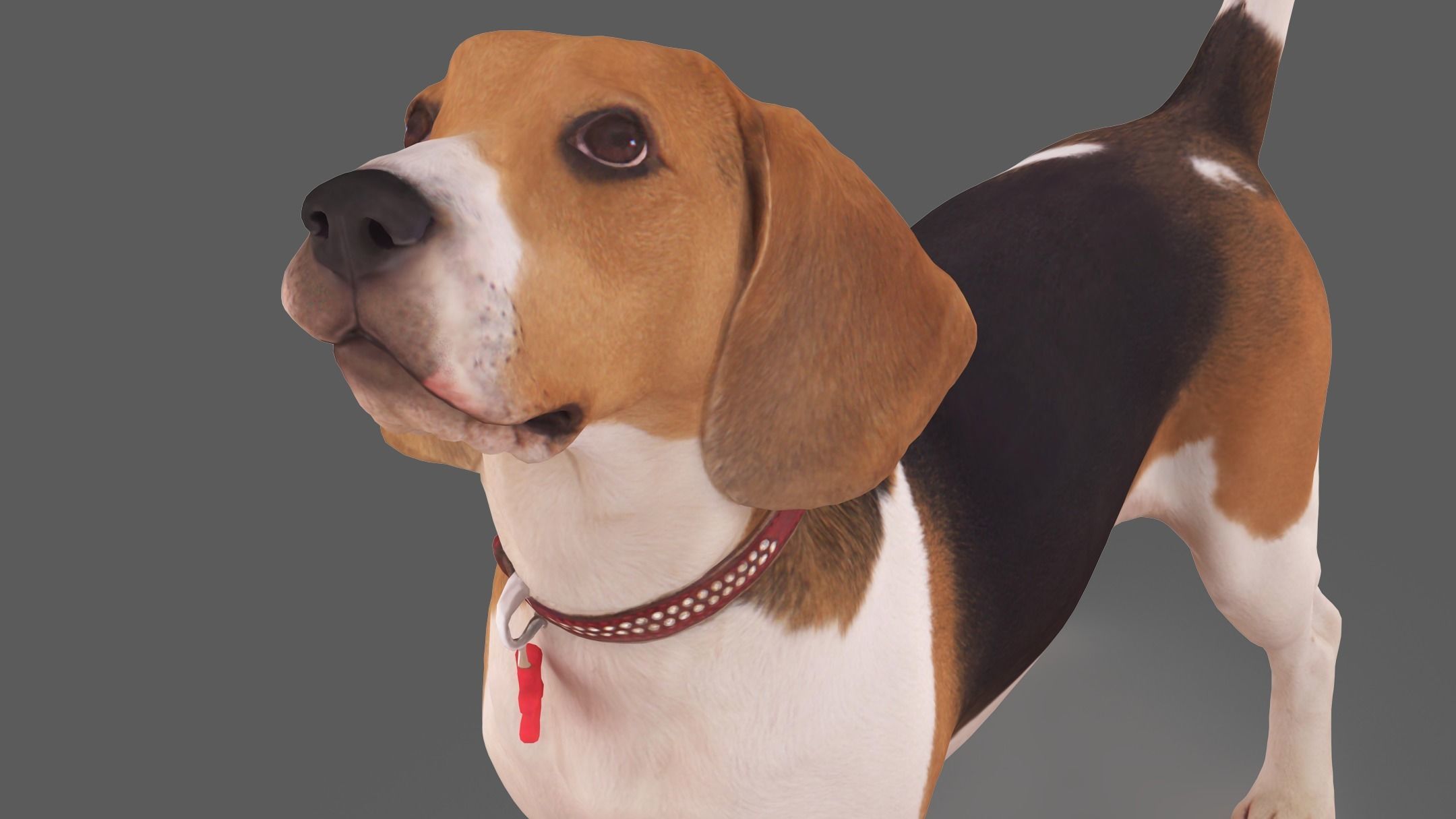 Beagle Standing 3D model_2