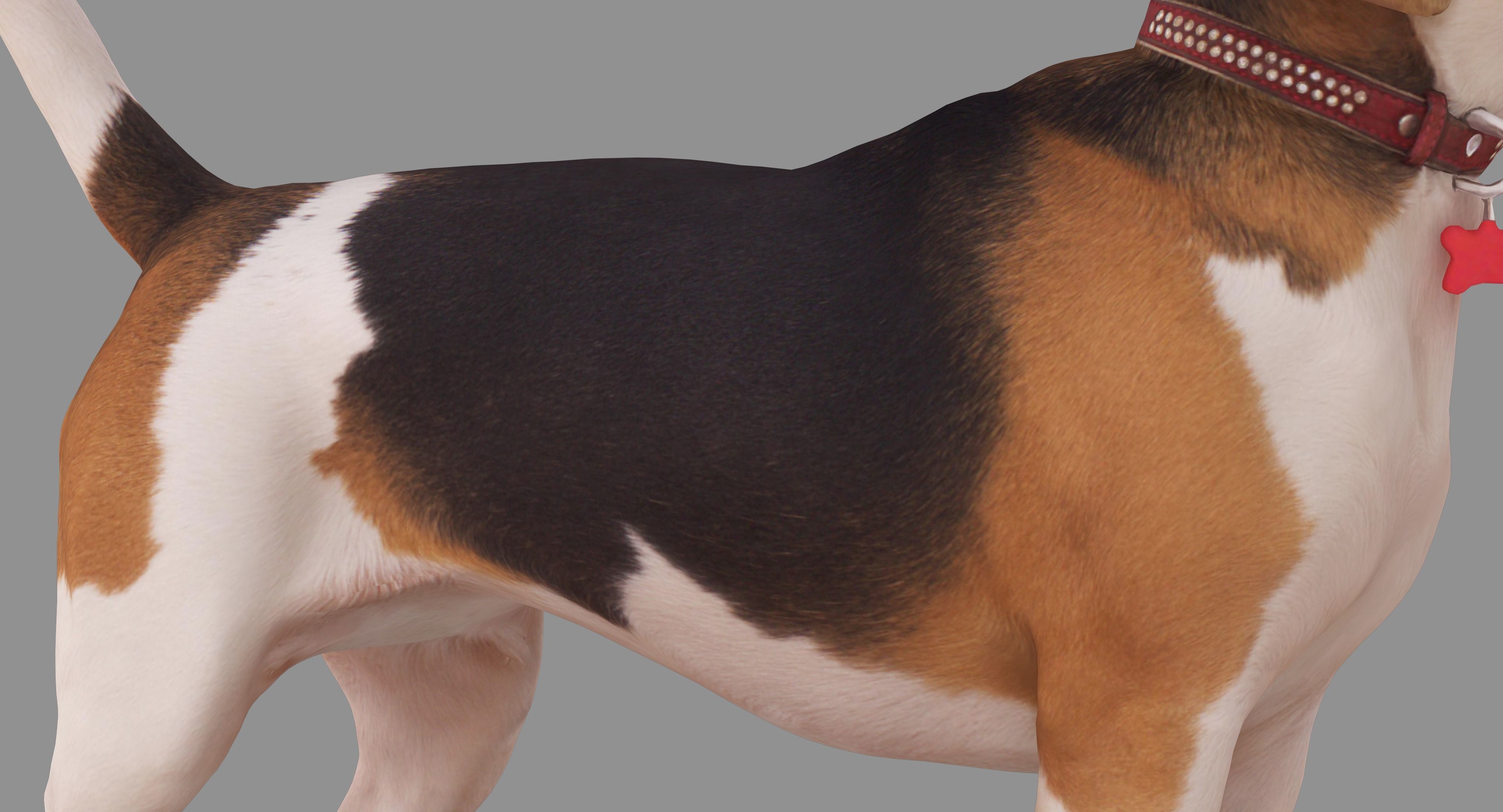 Beagle Standing 3D model_19