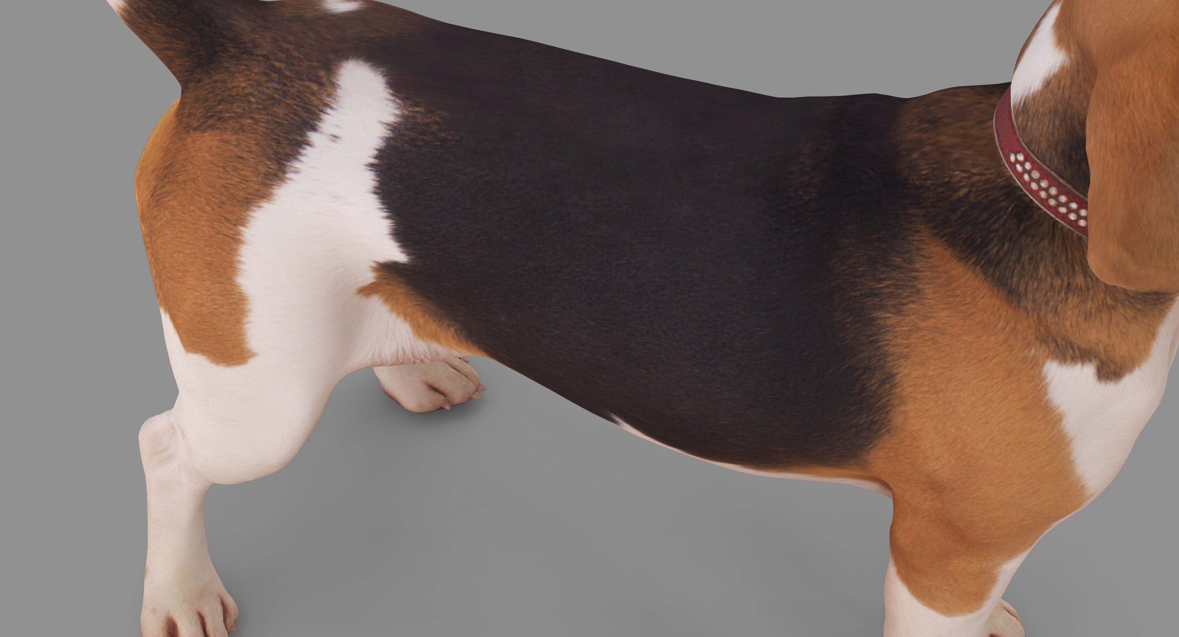 Beagle Standing 3D model_23