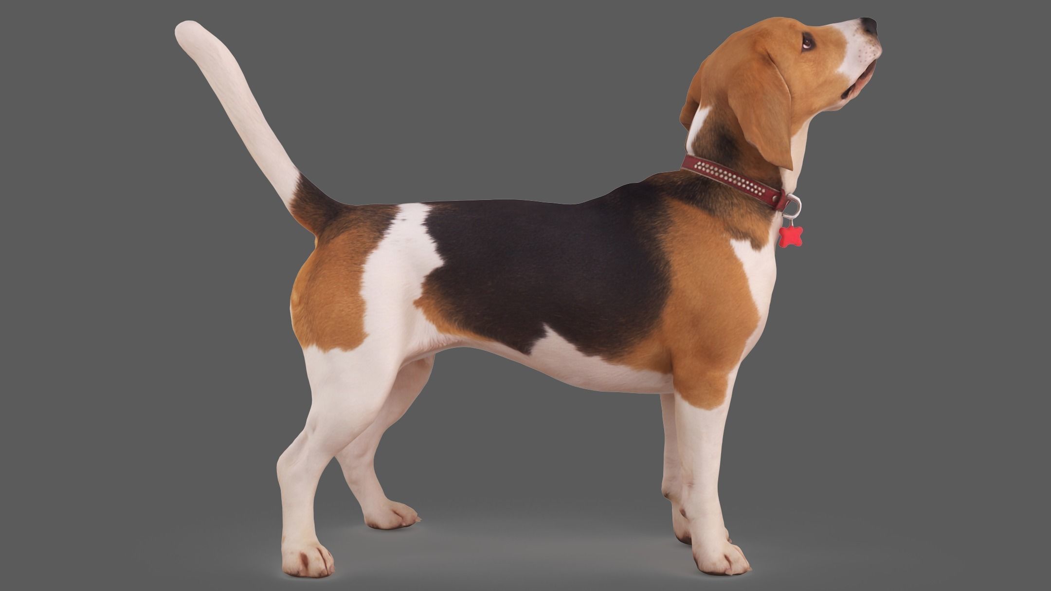 Beagle Standing 3D model_3