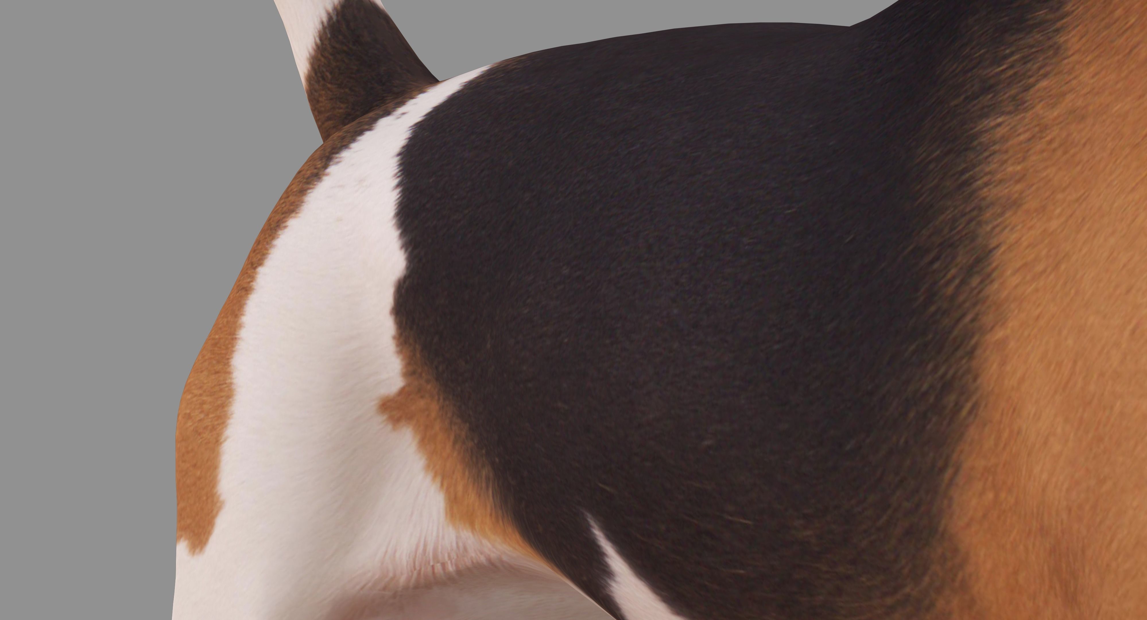 Beagle Standing 3D model_29