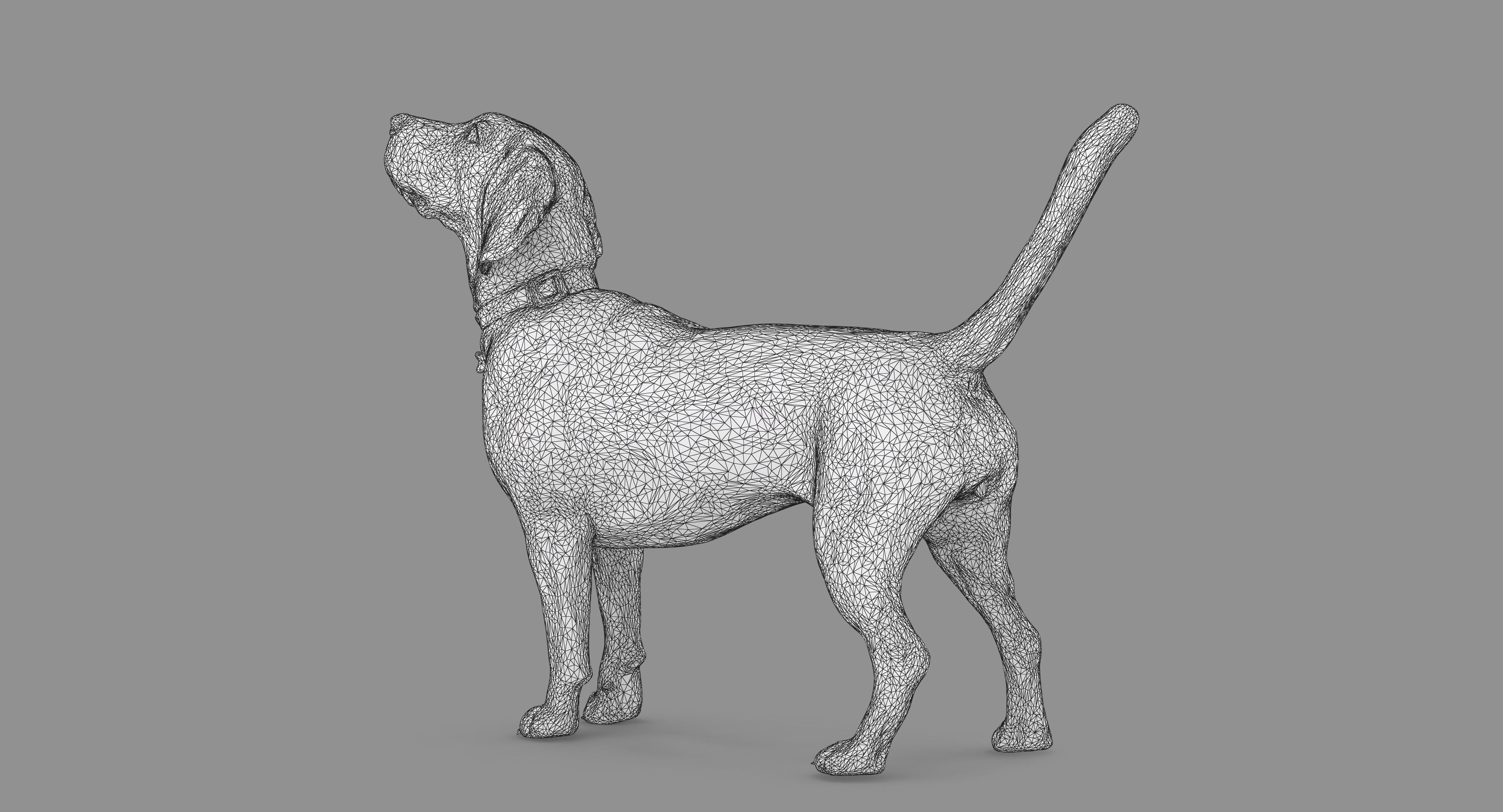 Beagle Standing 3D model_76