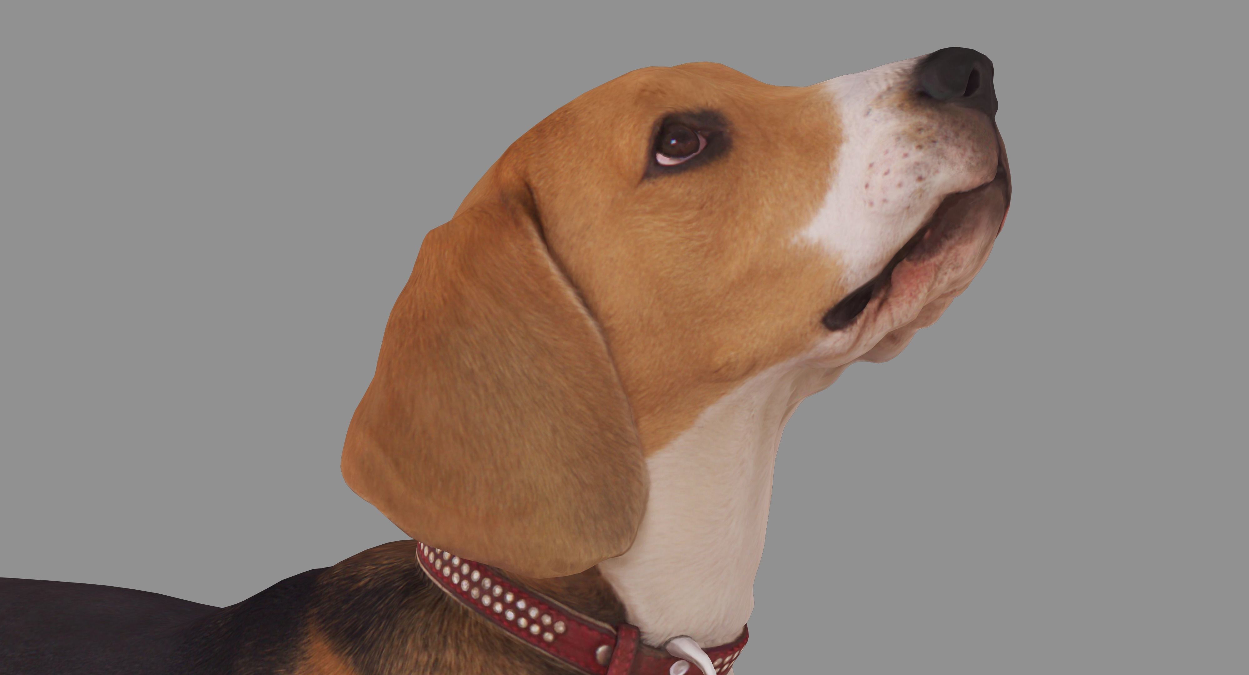Beagle Standing 3D model_11