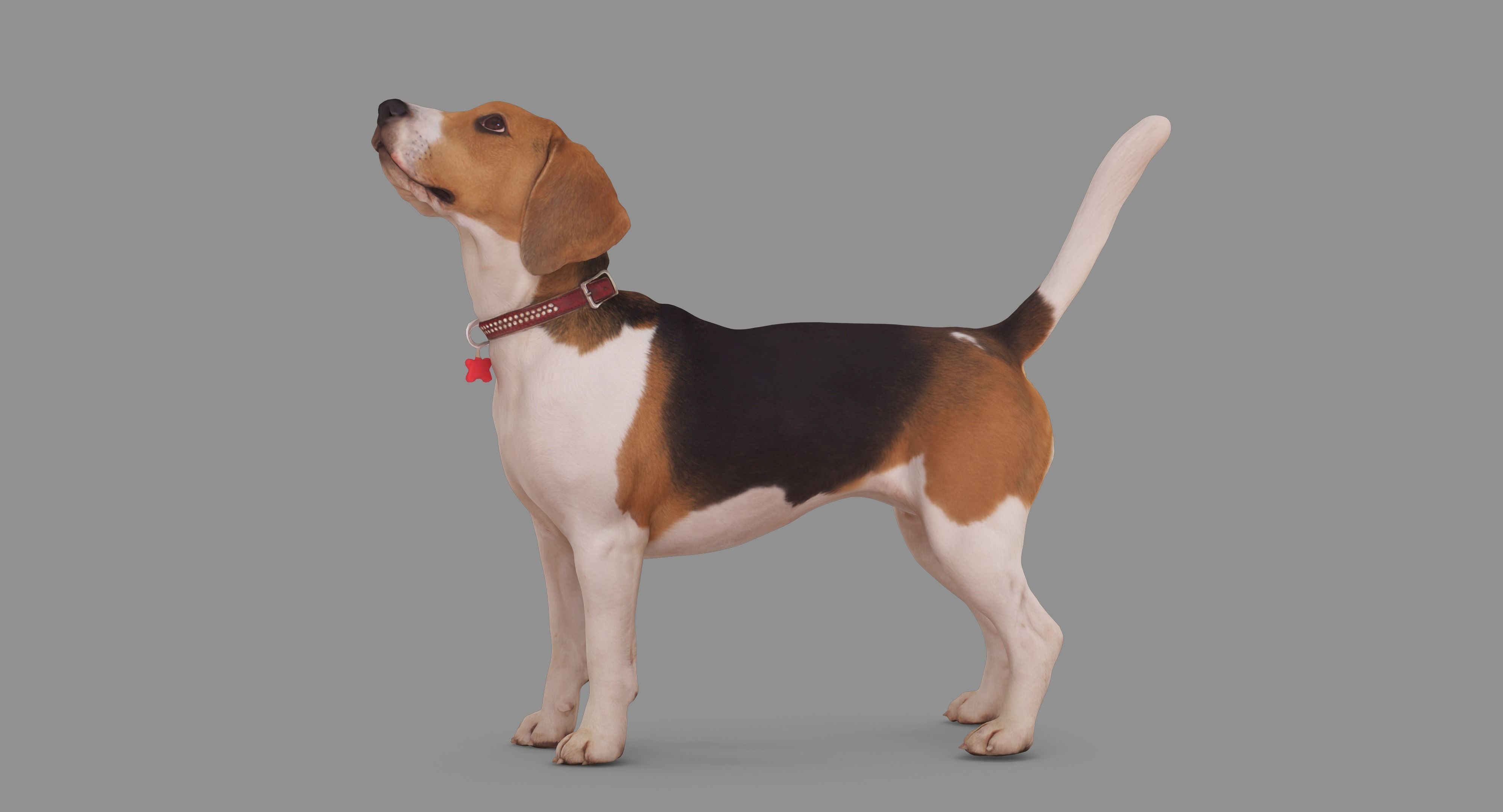 Beagle Standing 3D model_81