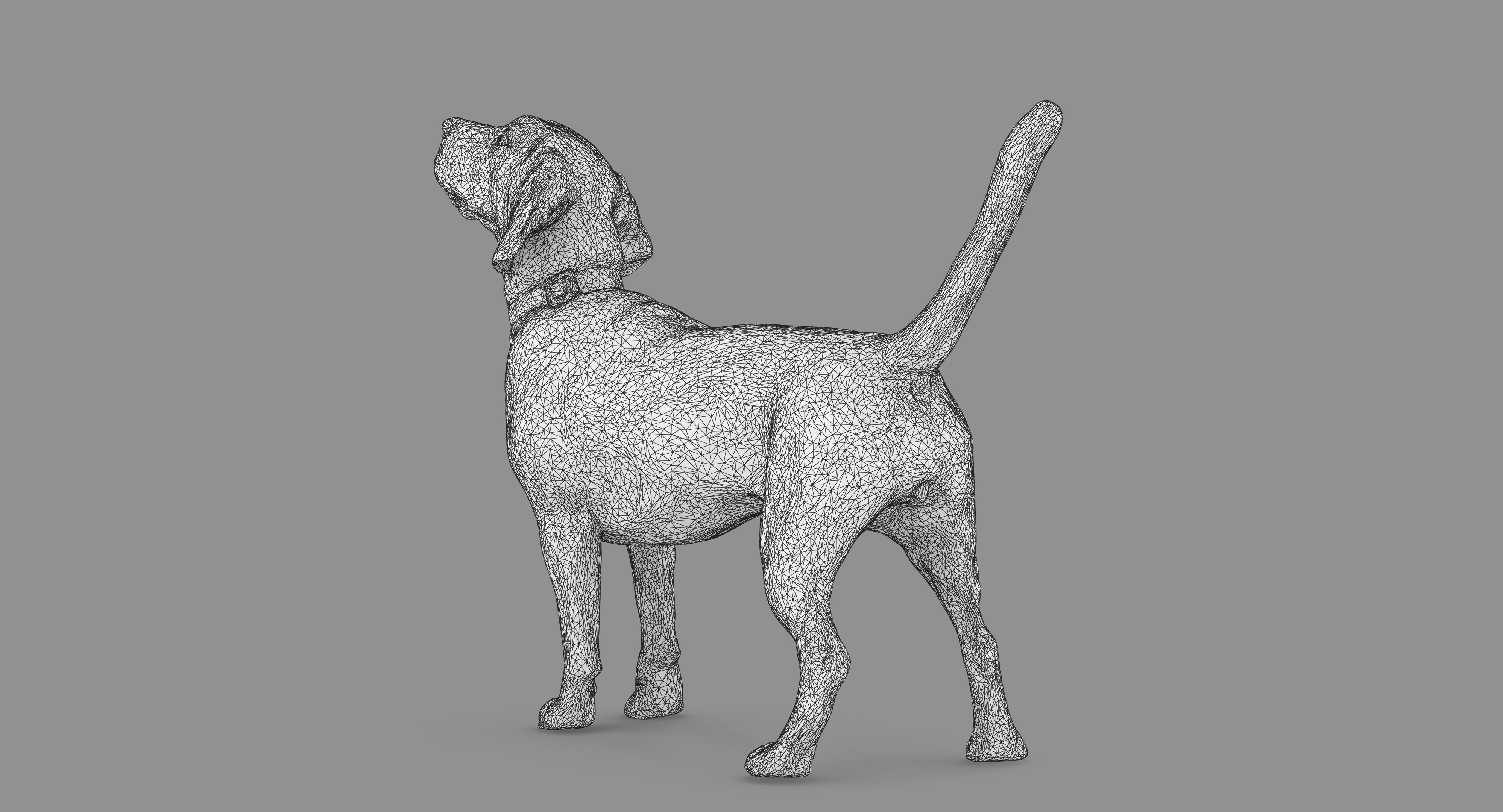 Beagle Standing 3D model_74