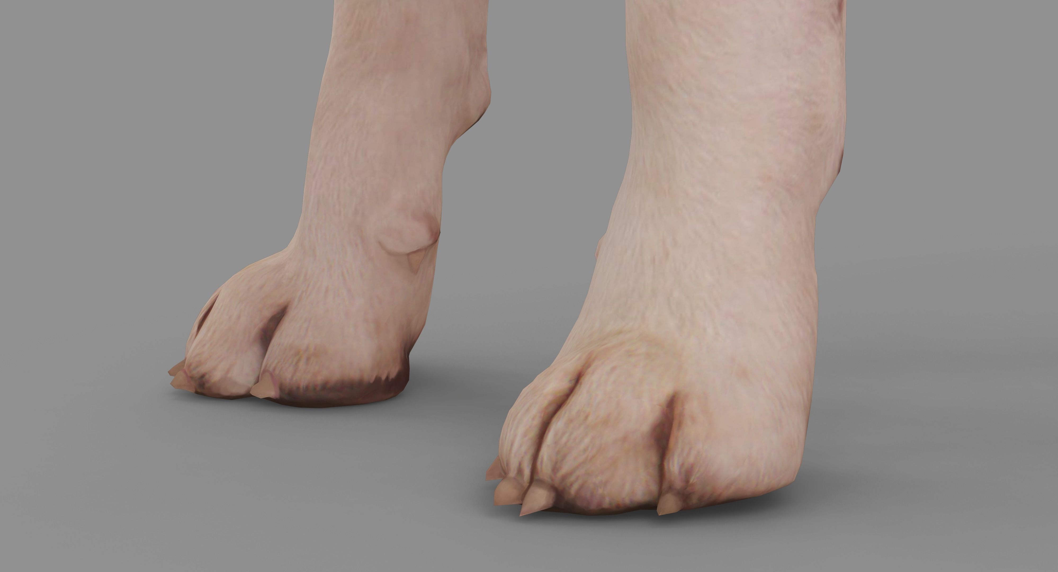 Beagle Standing 3D model_15