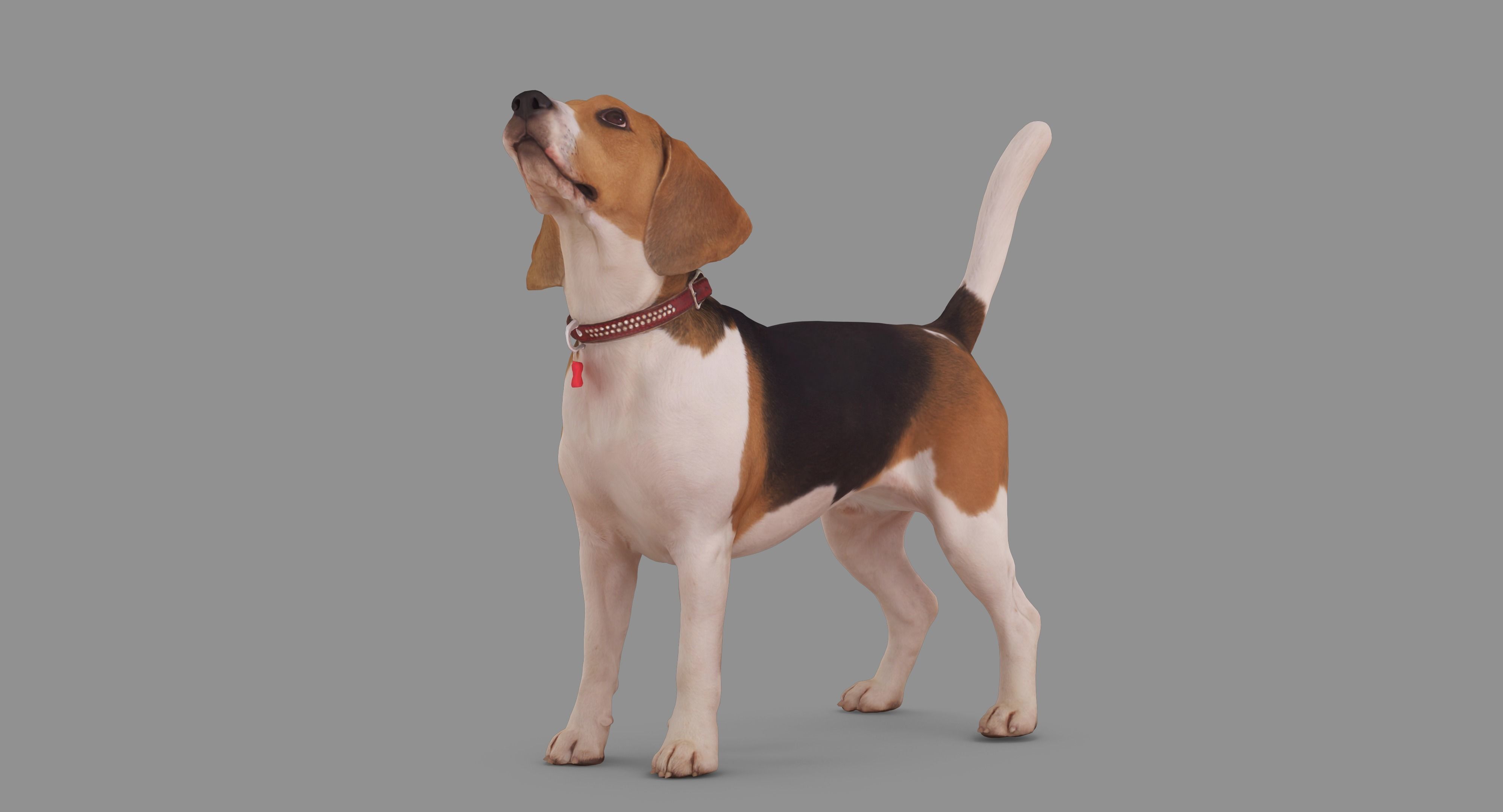 Beagle Standing 3D model_39