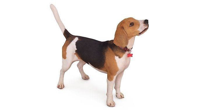 Beagle Standing 3D model
