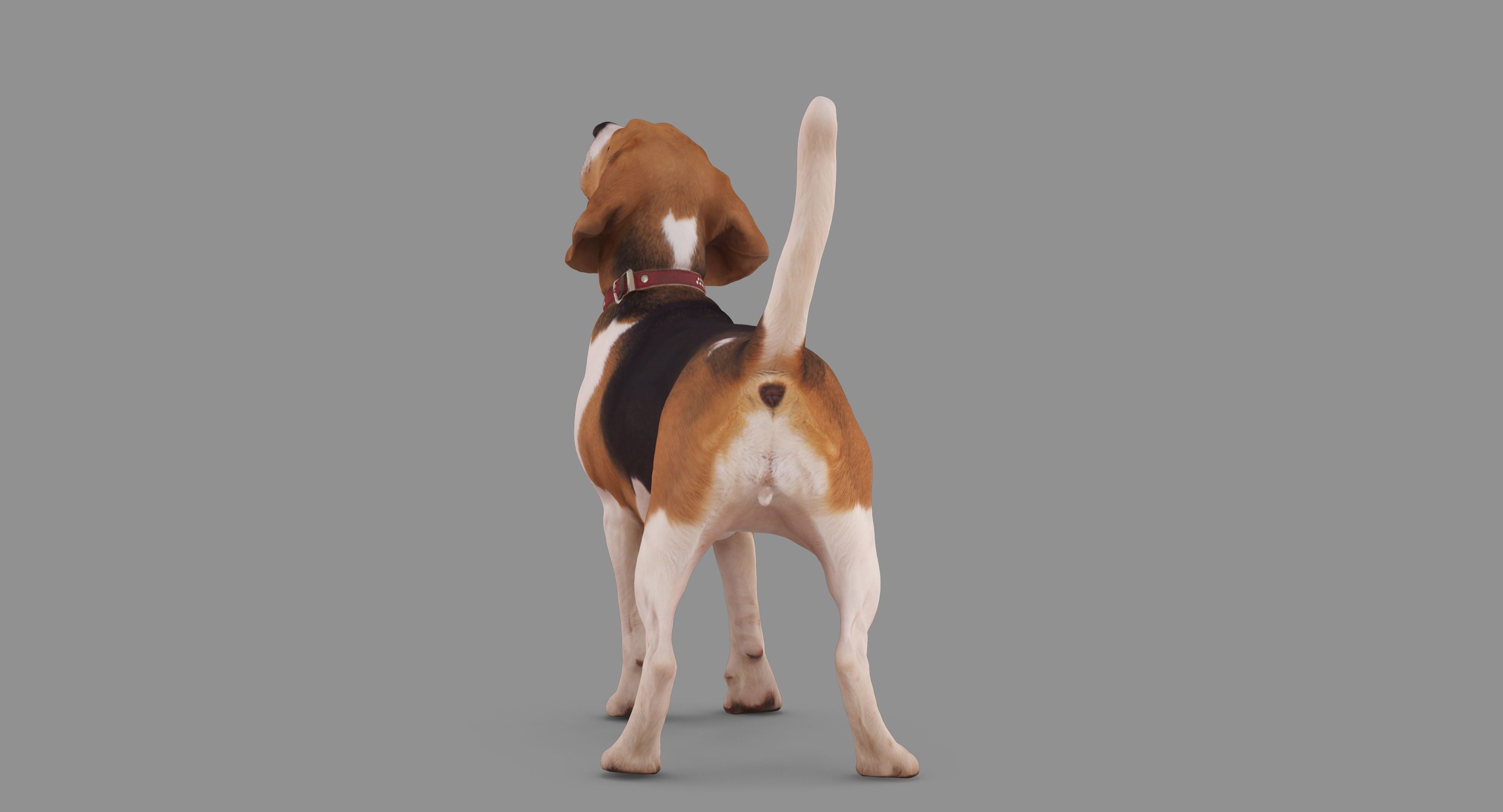 Beagle Standing 3D model_69