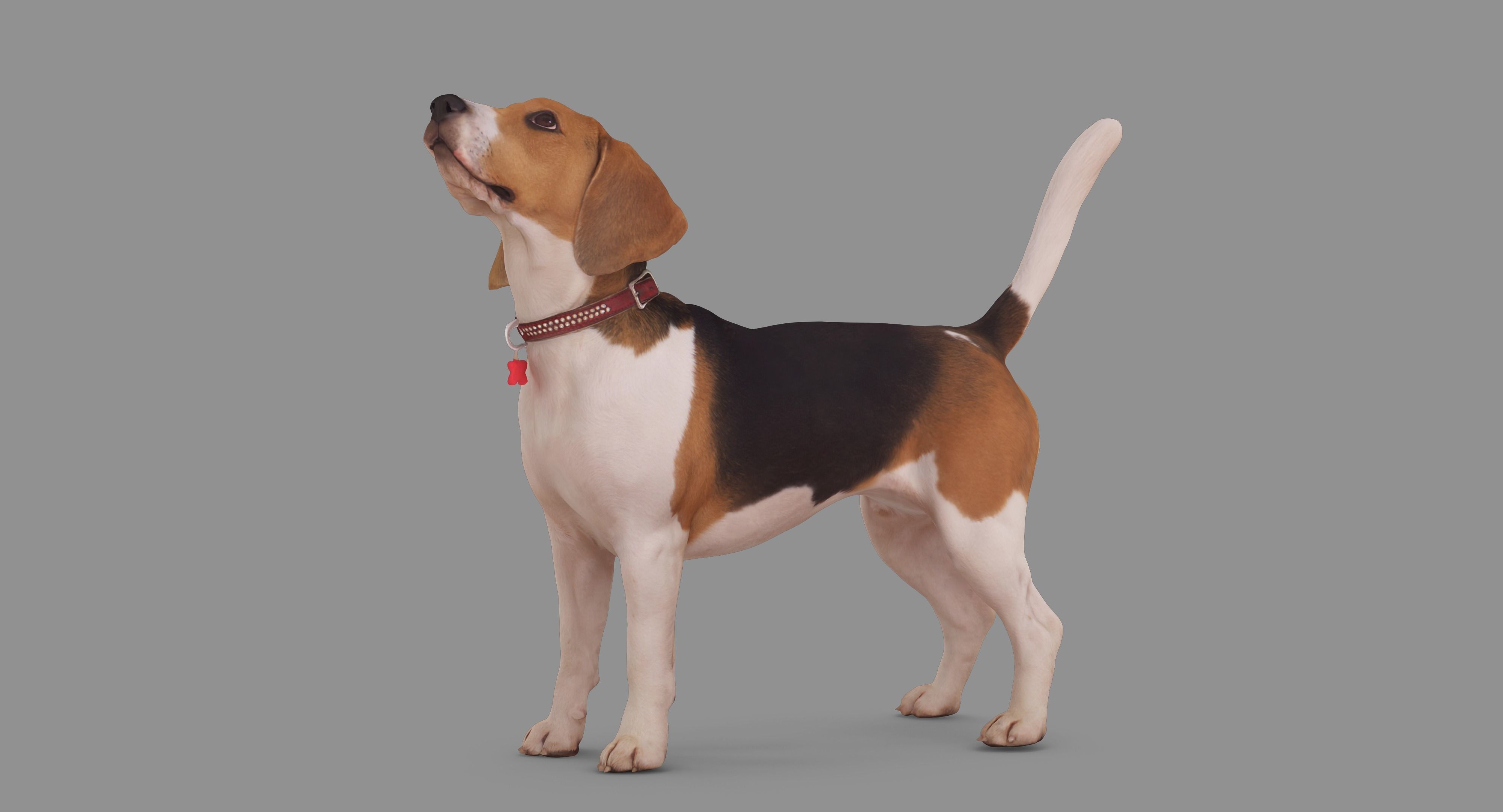 Beagle Standing 3D model_37