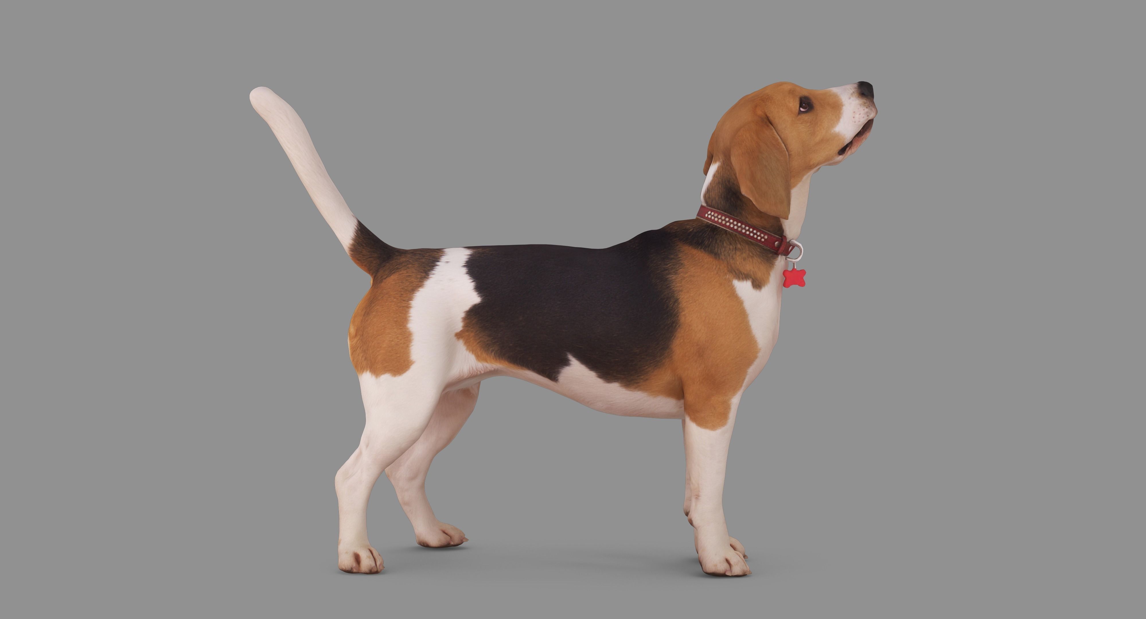 Beagle Standing 3D model_55