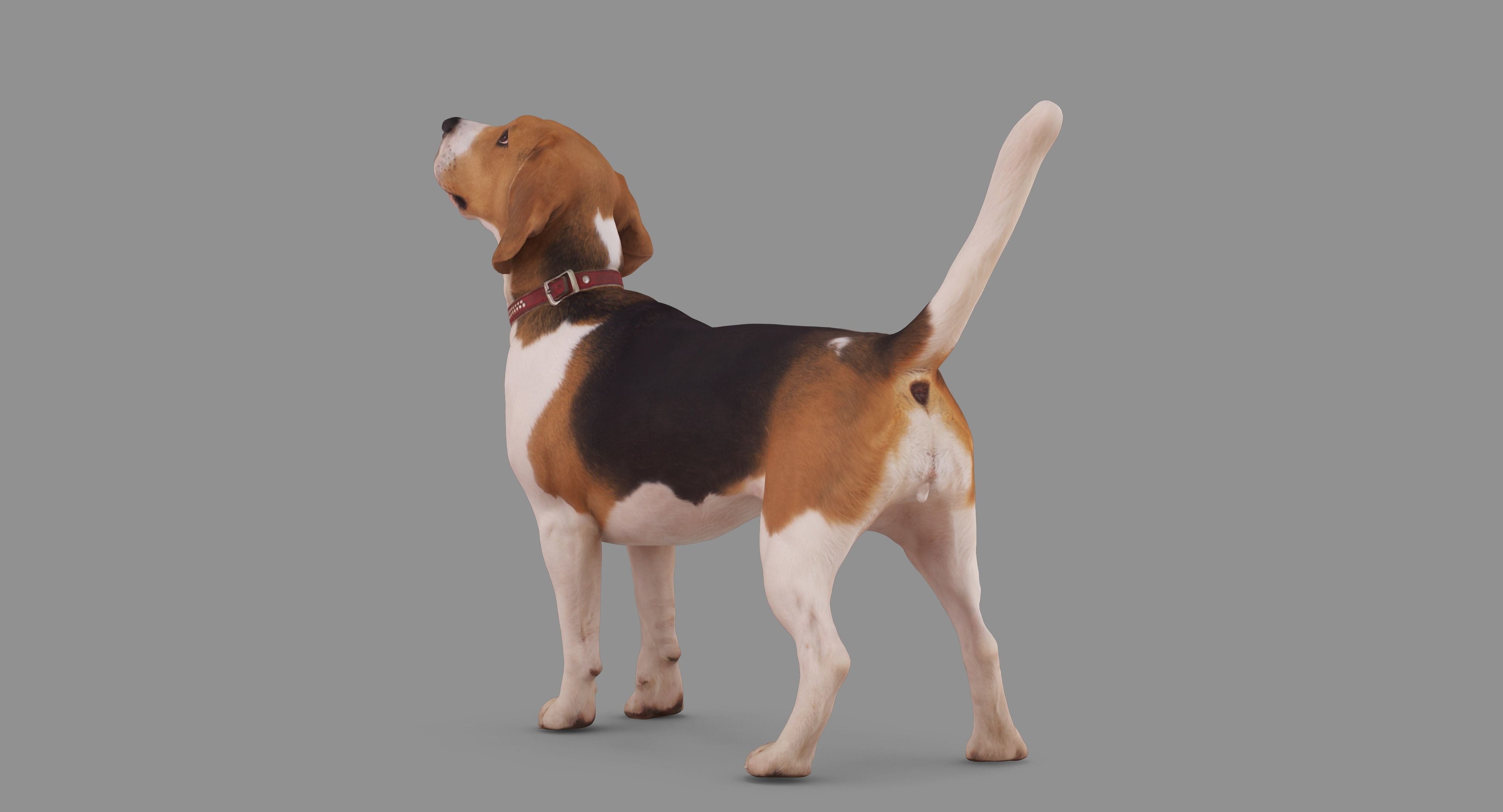 Beagle Standing 3D model_73