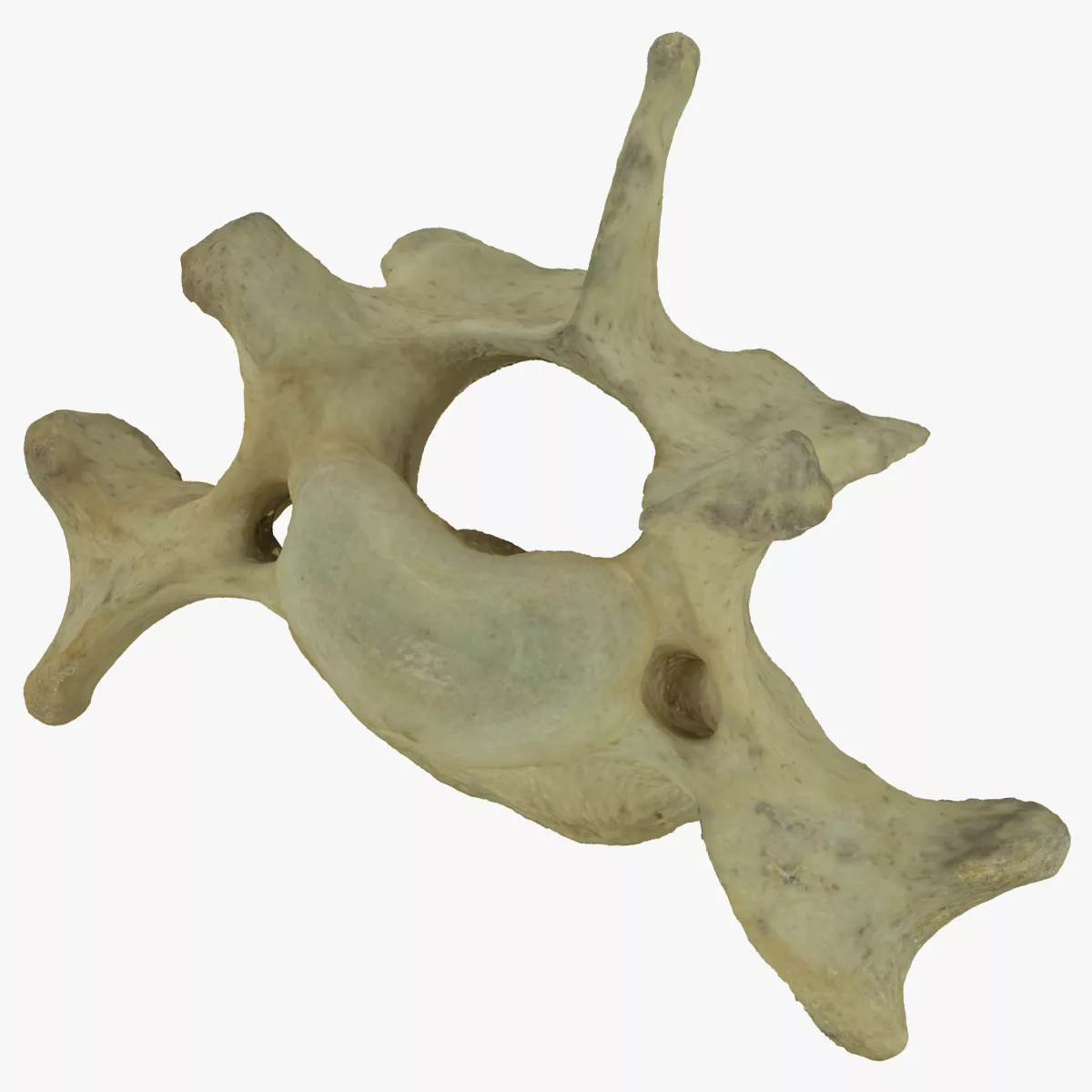 Bear Ursus Cervical Vertebrae C5 RAW Scan 3D model