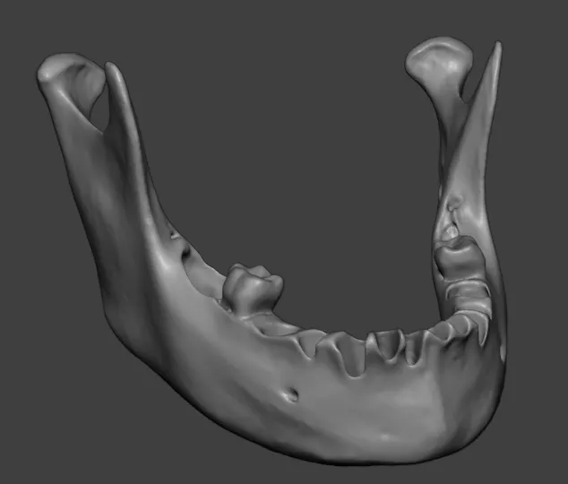 Human Mandible Dental Alveoli 3D print model