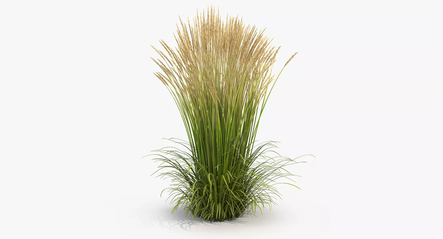 Feather Reed Grass Karl Foerster 3D model