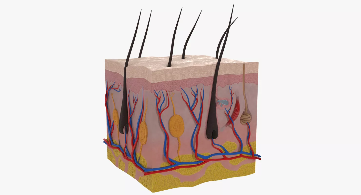 Cross Section of Human Skin 3D model